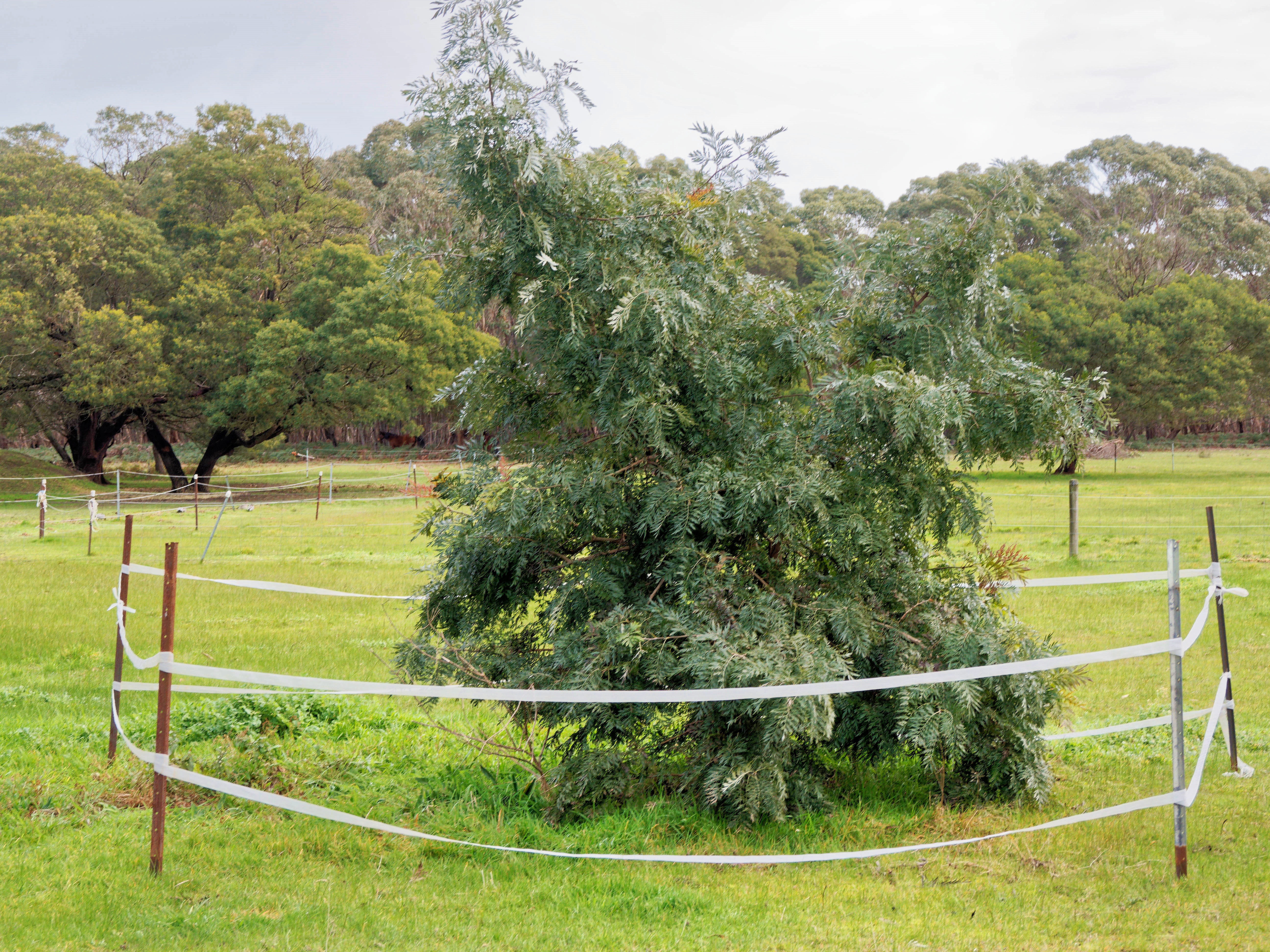 https://lemis.nyc3.digitaloceanspaces.com/grog/Photos/20260724/big/Grevillea-robusta.jpeg