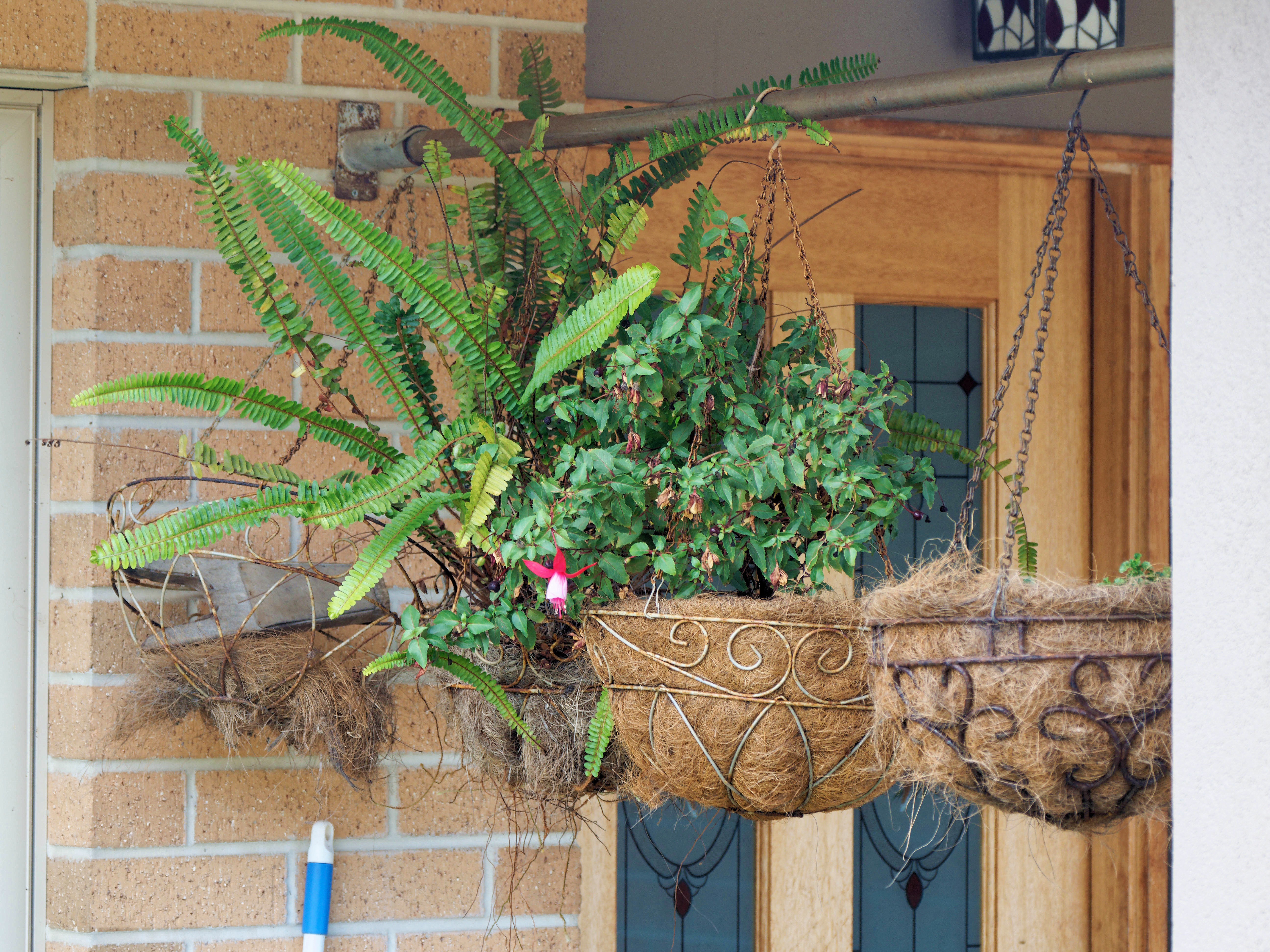 https://lemis.nyc3.digitaloceanspaces.com/grog/Photos/20260724/big/Hanging-baskets.jpeg
