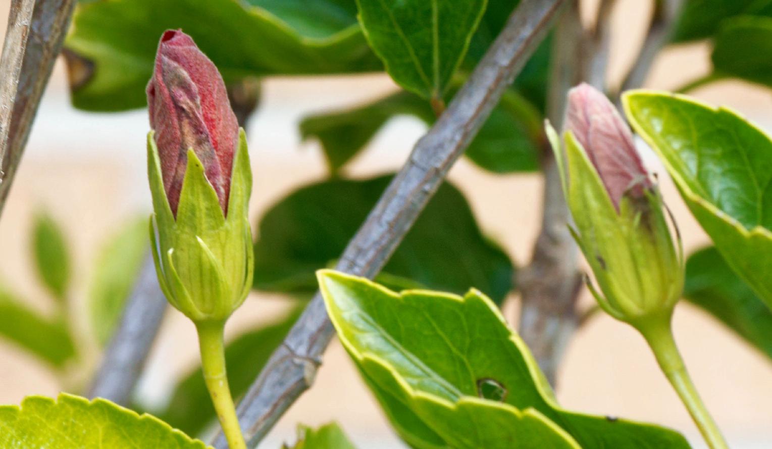 https://lemis.nyc3.digitaloceanspaces.com/grog/Photos/20260724/big/Hibiscus-rosa-sinensis-2-detail.jpeg