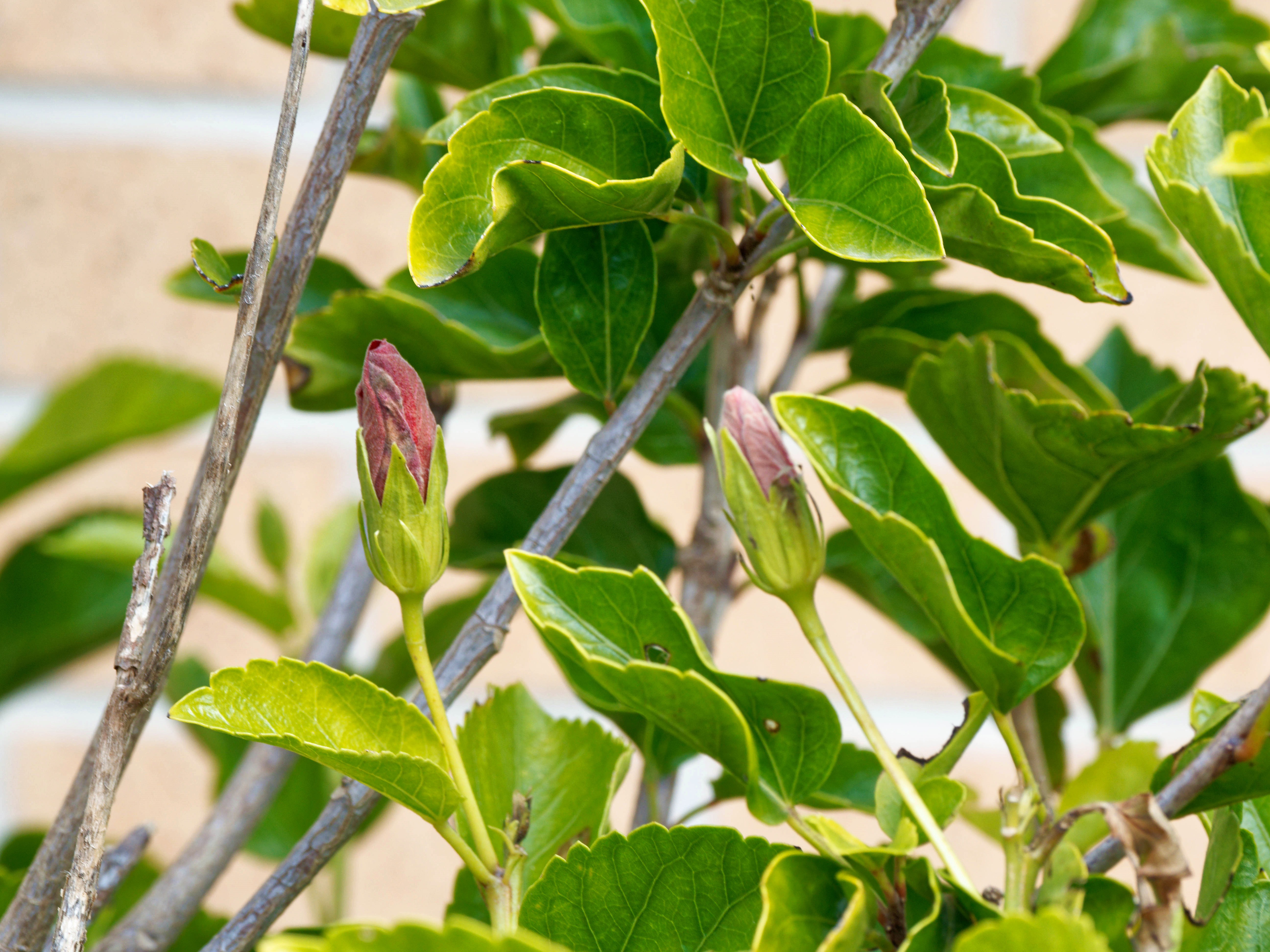 https://lemis.nyc3.digitaloceanspaces.com/grog/Photos/20260724/big/Hibiscus-rosa-sinensis-2.jpeg