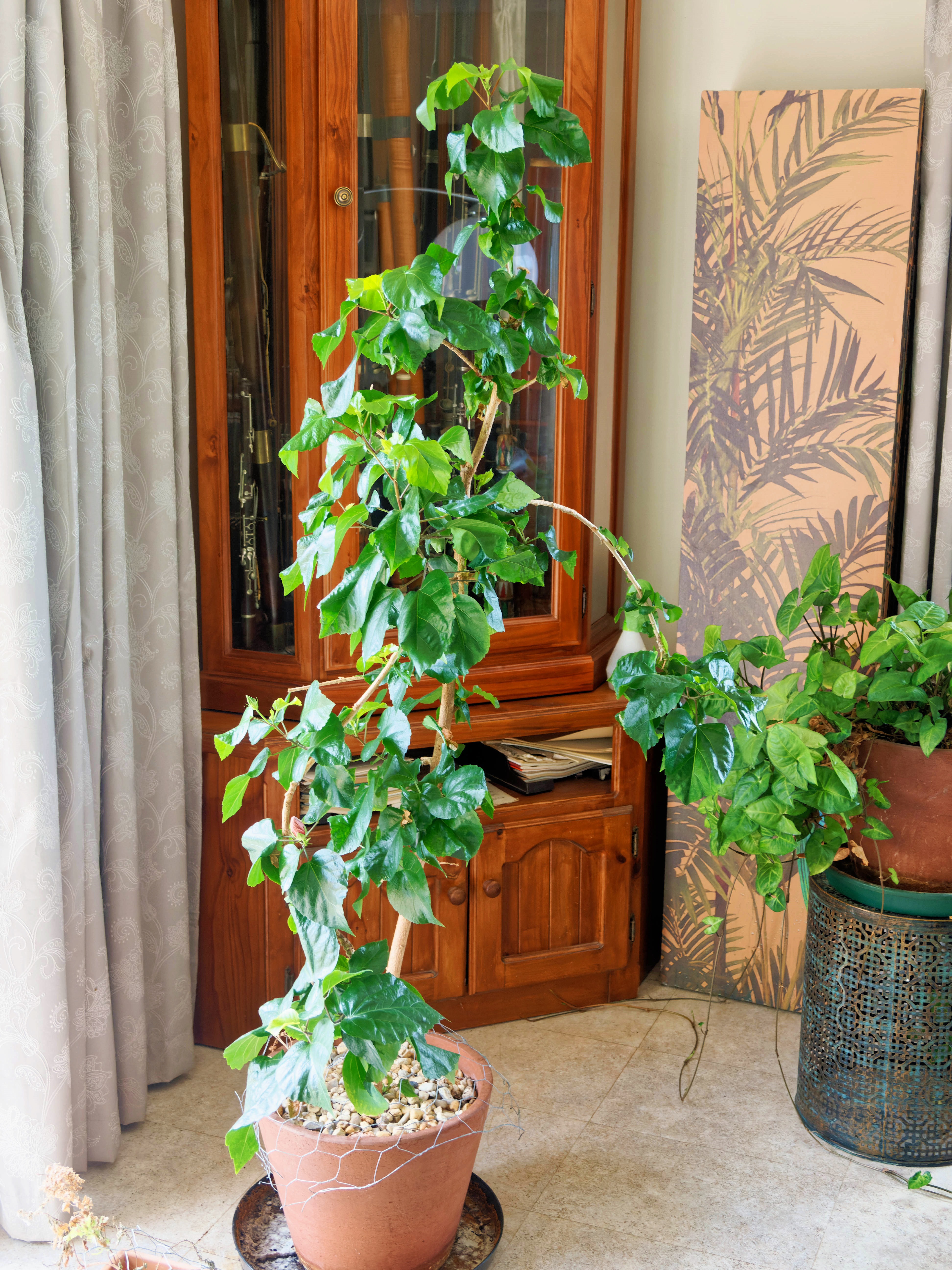 https://lemis.nyc3.digitaloceanspaces.com/grog/Photos/20260724/big/Hibiscus-rosa-sinensis-3.jpeg