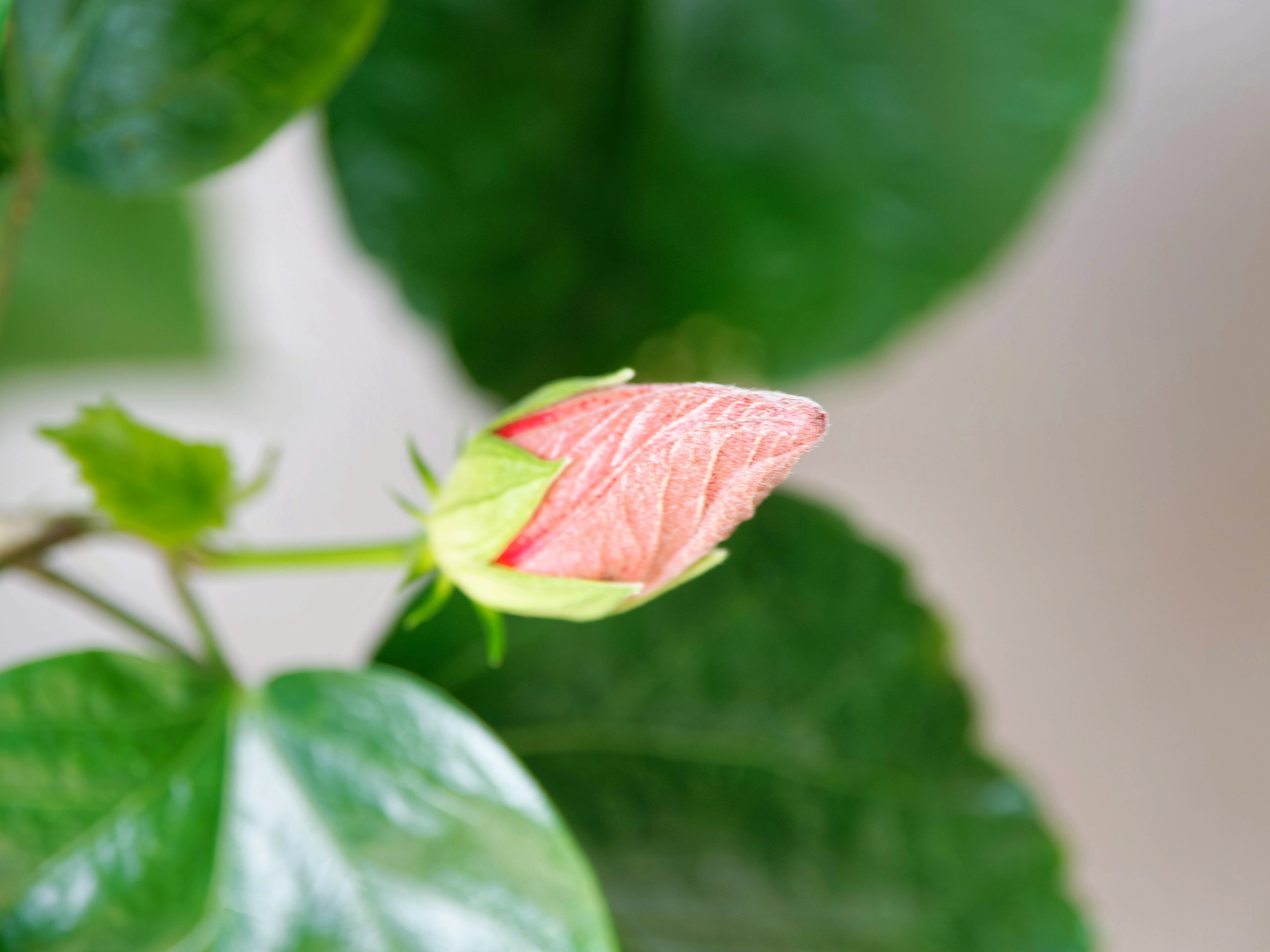 https://lemis.nyc3.digitaloceanspaces.com/grog/Photos/20260724/big/Hibiscus-rosa-sinensis-4.jpeg