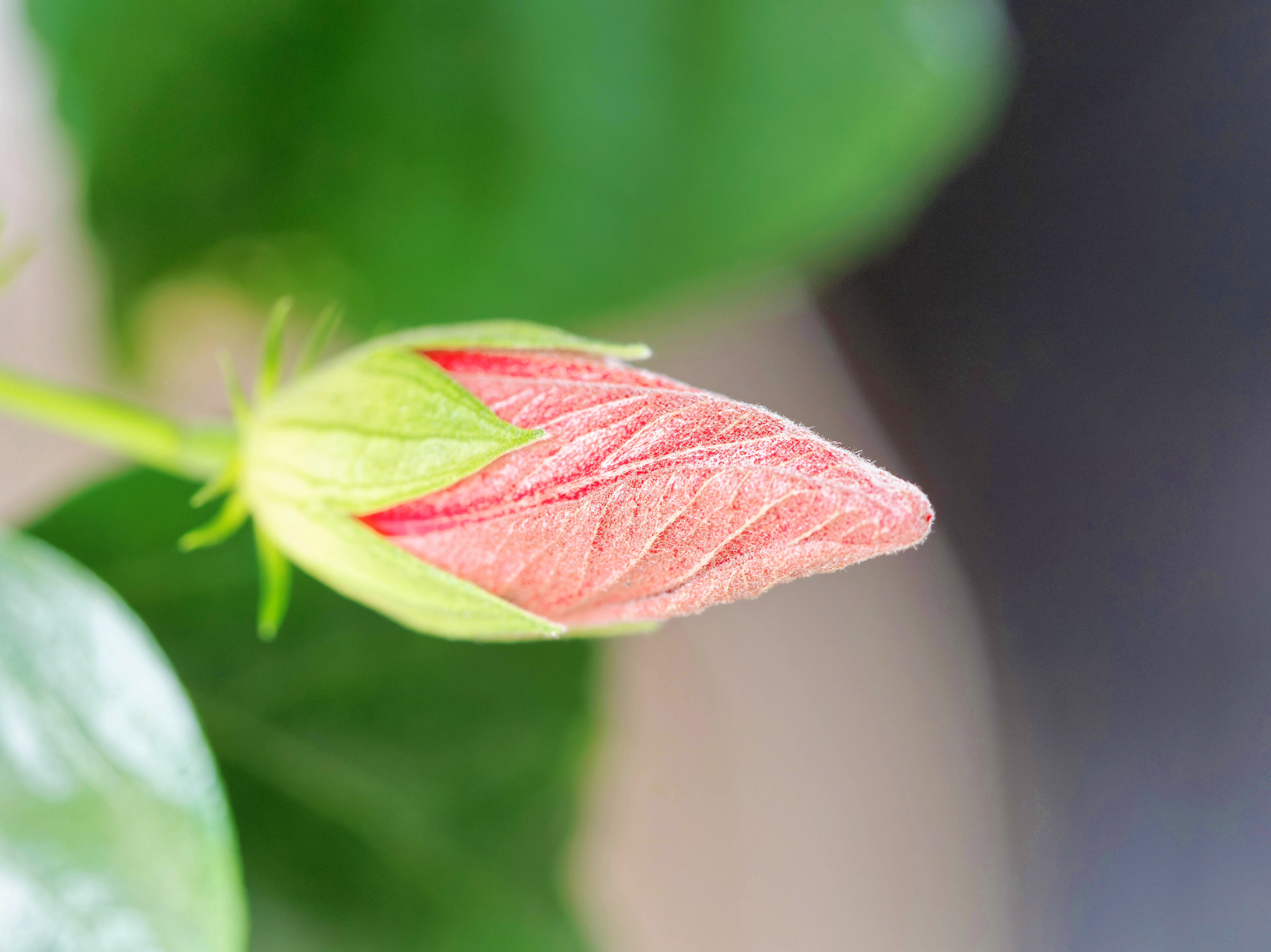 https://lemis.nyc3.digitaloceanspaces.com/grog/Photos/20260724/big/Hibiscus-rosa-sinensis-5.jpeg