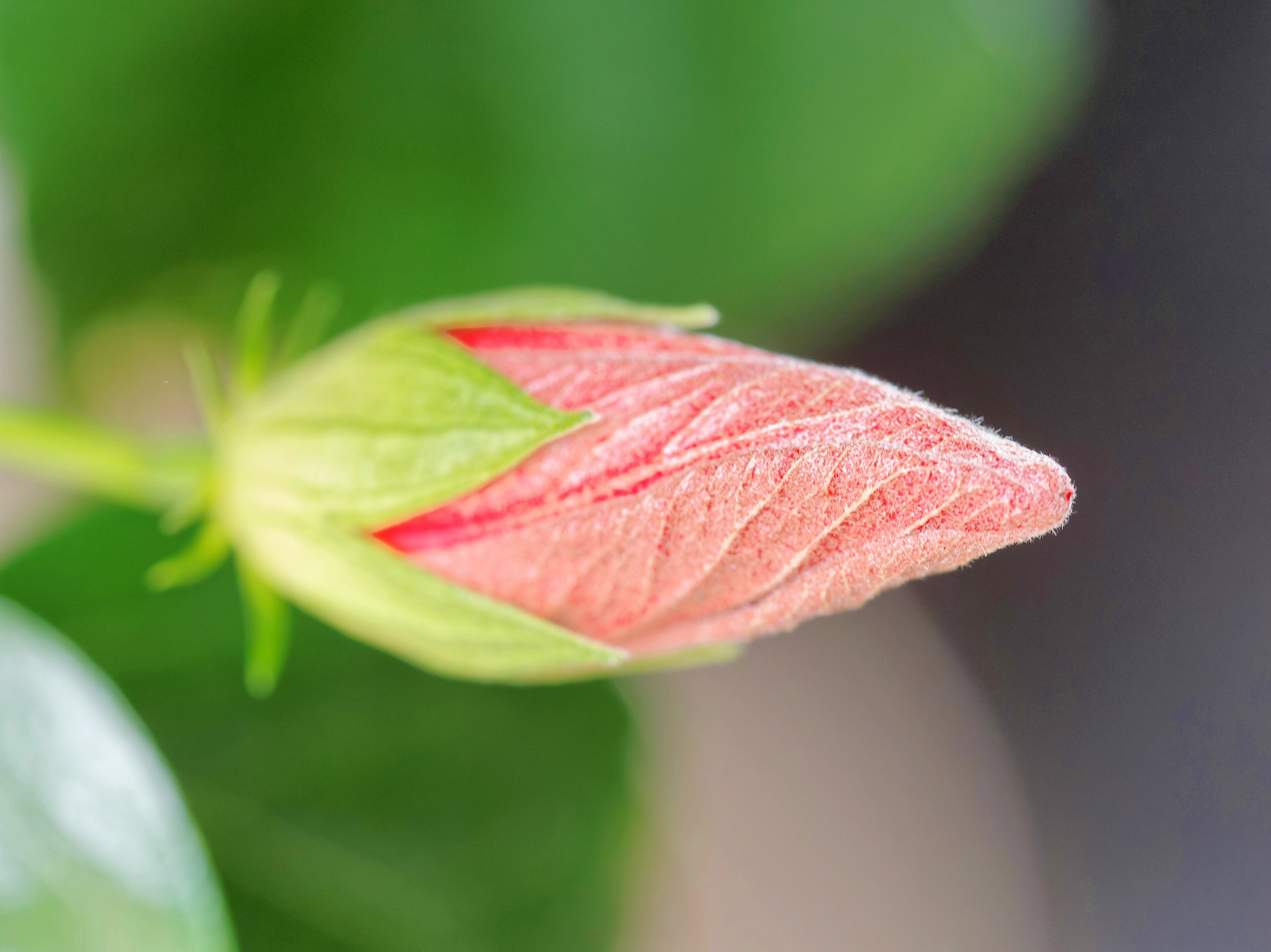 https://lemis.nyc3.digitaloceanspaces.com/grog/Photos/20260724/big/Hibiscus-rosa-sinensis-6.jpeg