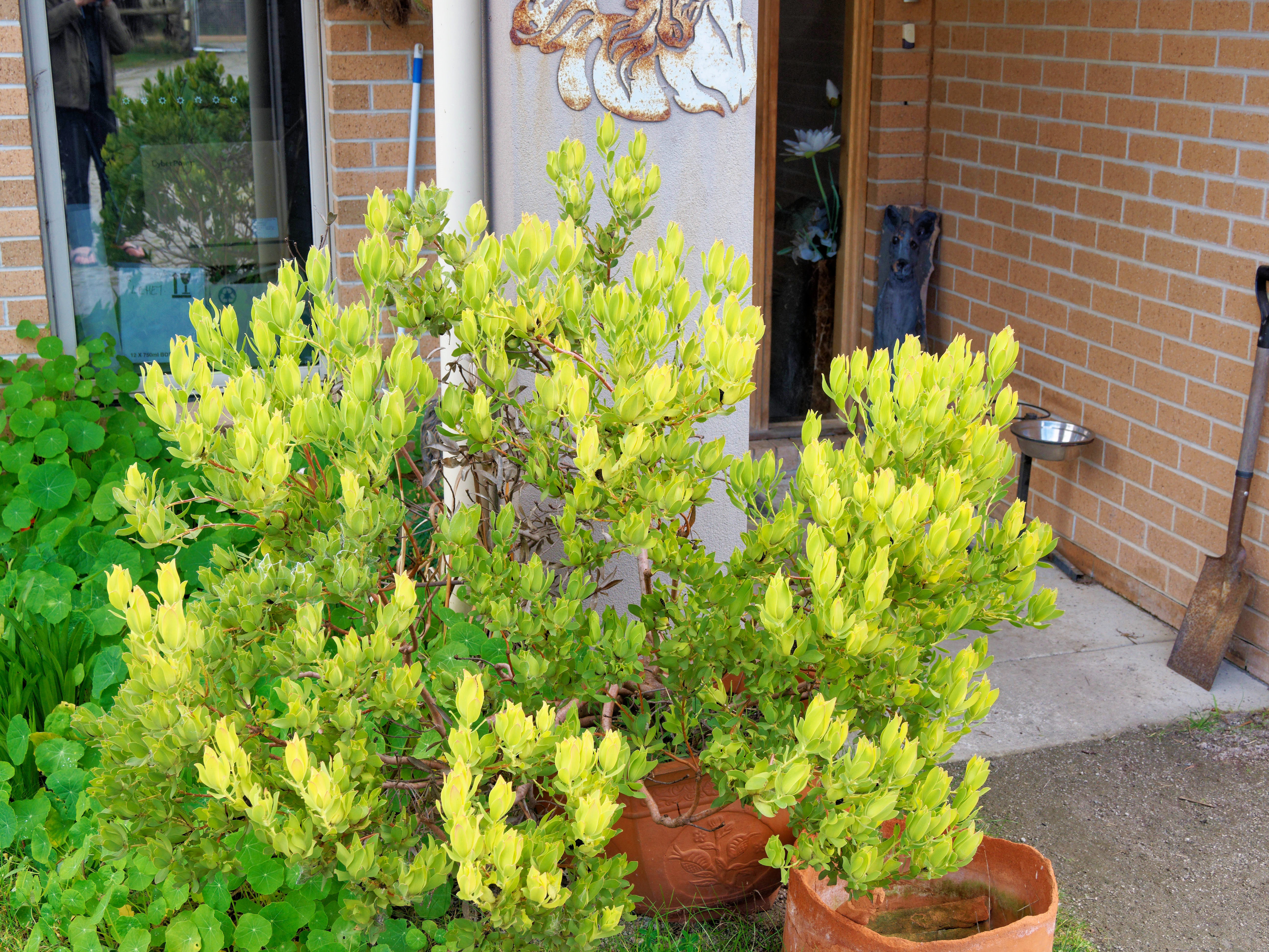 https://lemis.nyc3.digitaloceanspaces.com/grog/Photos/20260724/big/Leucadendron.jpeg