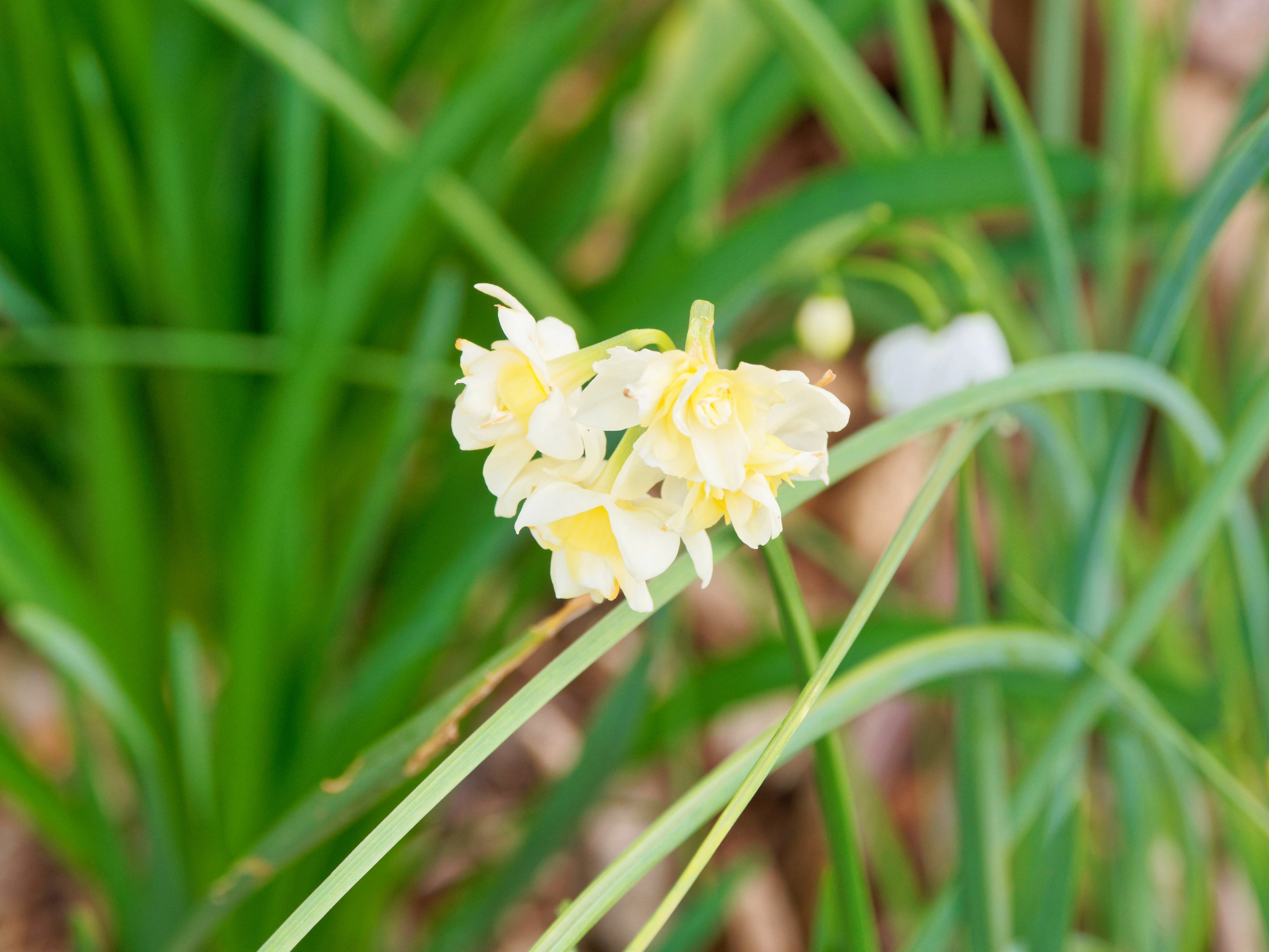 https://lemis.nyc3.digitaloceanspaces.com/grog/Photos/20260724/big/Narcissus-1.jpeg
