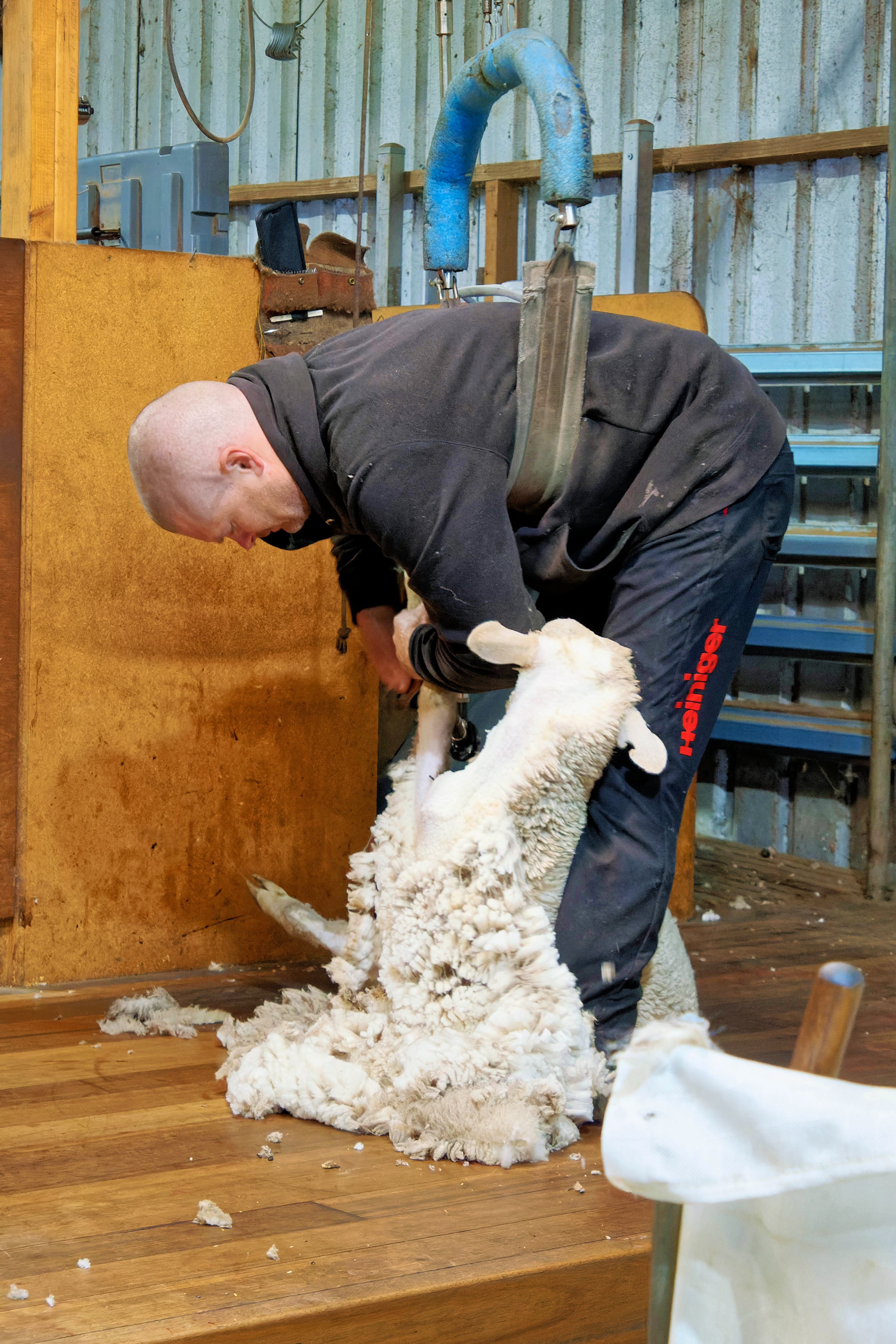 https://lemis.nyc3.digitaloceanspaces.com/grog/Photos/20260724/big/Shearing-1.jpeg