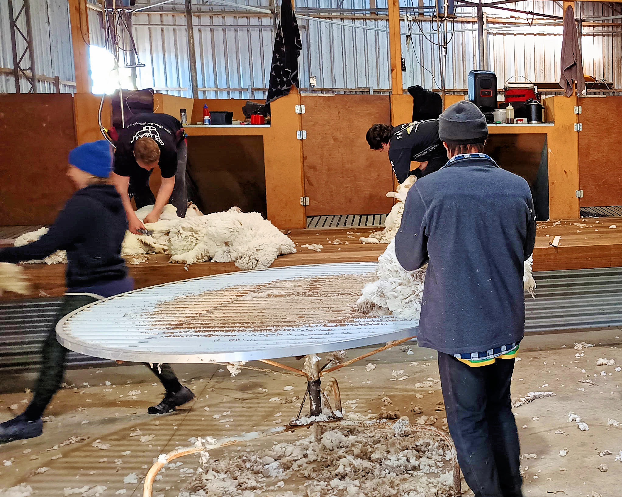 https://lemis.nyc3.digitaloceanspaces.com/grog/Photos/20260724/big/Shearing-15.jpeg