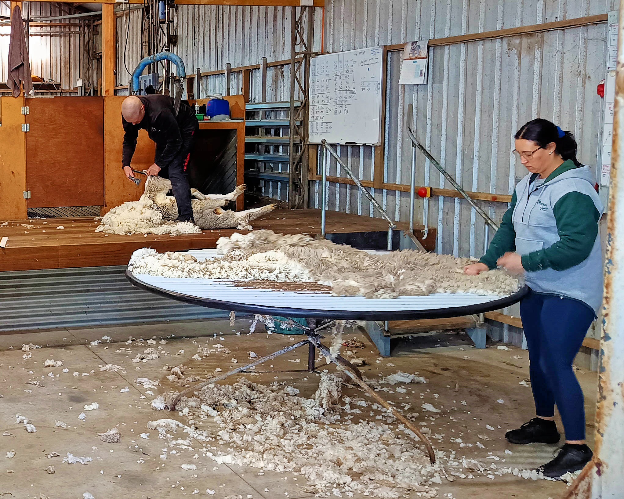 https://lemis.nyc3.digitaloceanspaces.com/grog/Photos/20260724/big/Shearing-16.jpeg