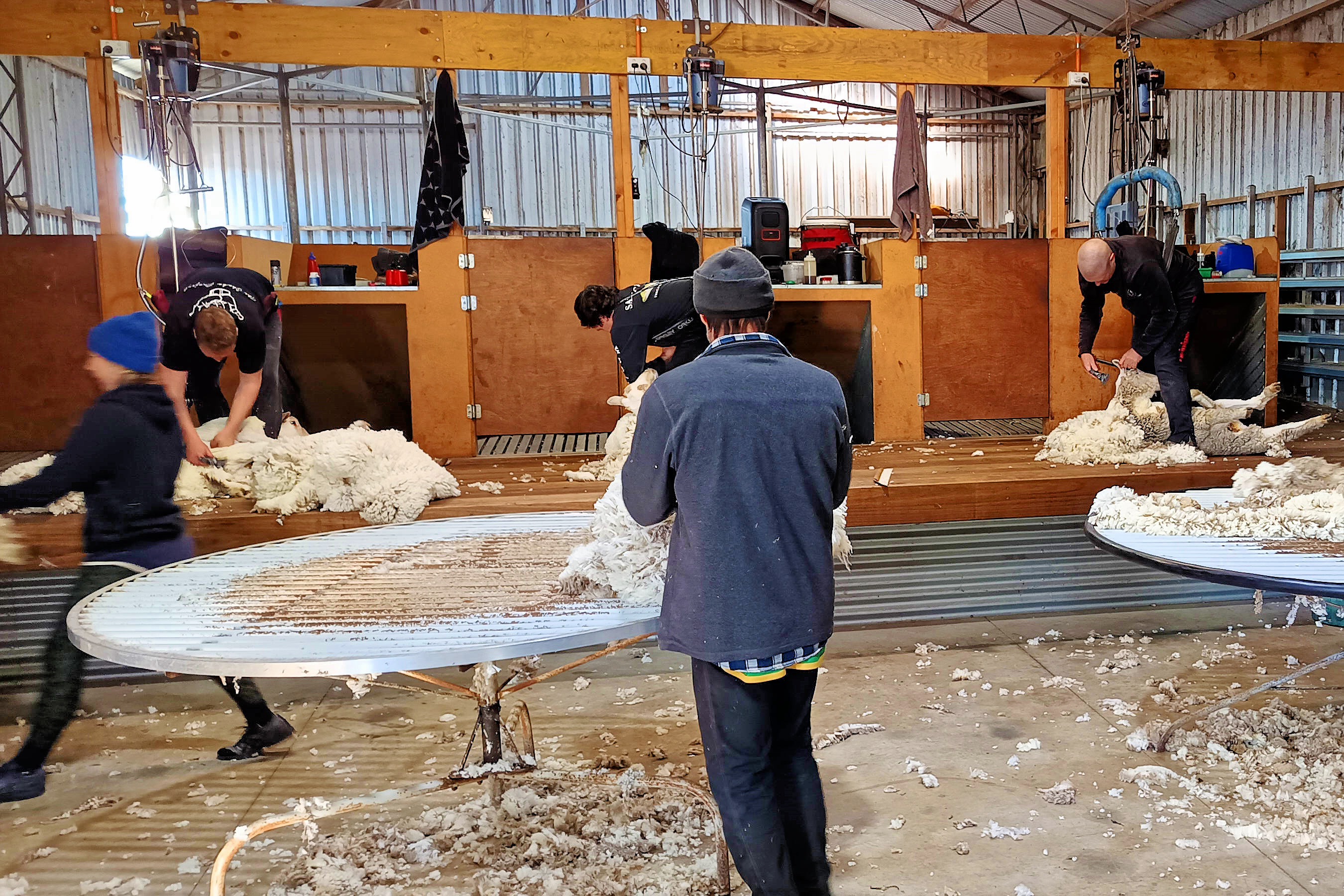 https://lemis.nyc3.digitaloceanspaces.com/grog/Photos/20260724/big/Shearing-17.jpeg