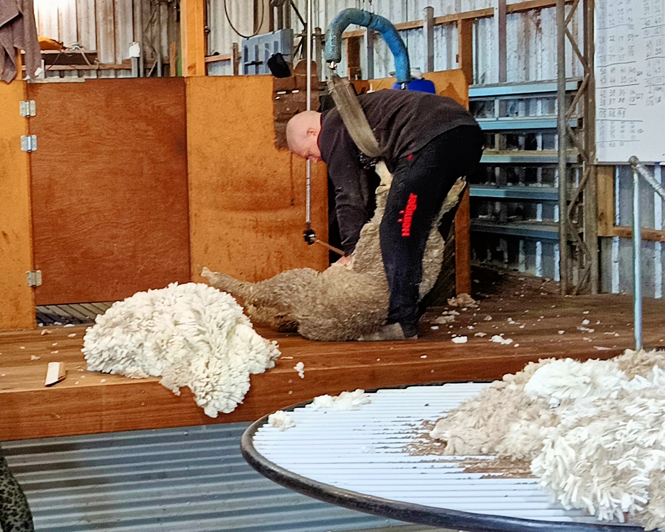 https://lemis.nyc3.digitaloceanspaces.com/grog/Photos/20260724/big/Shearing-18.jpeg