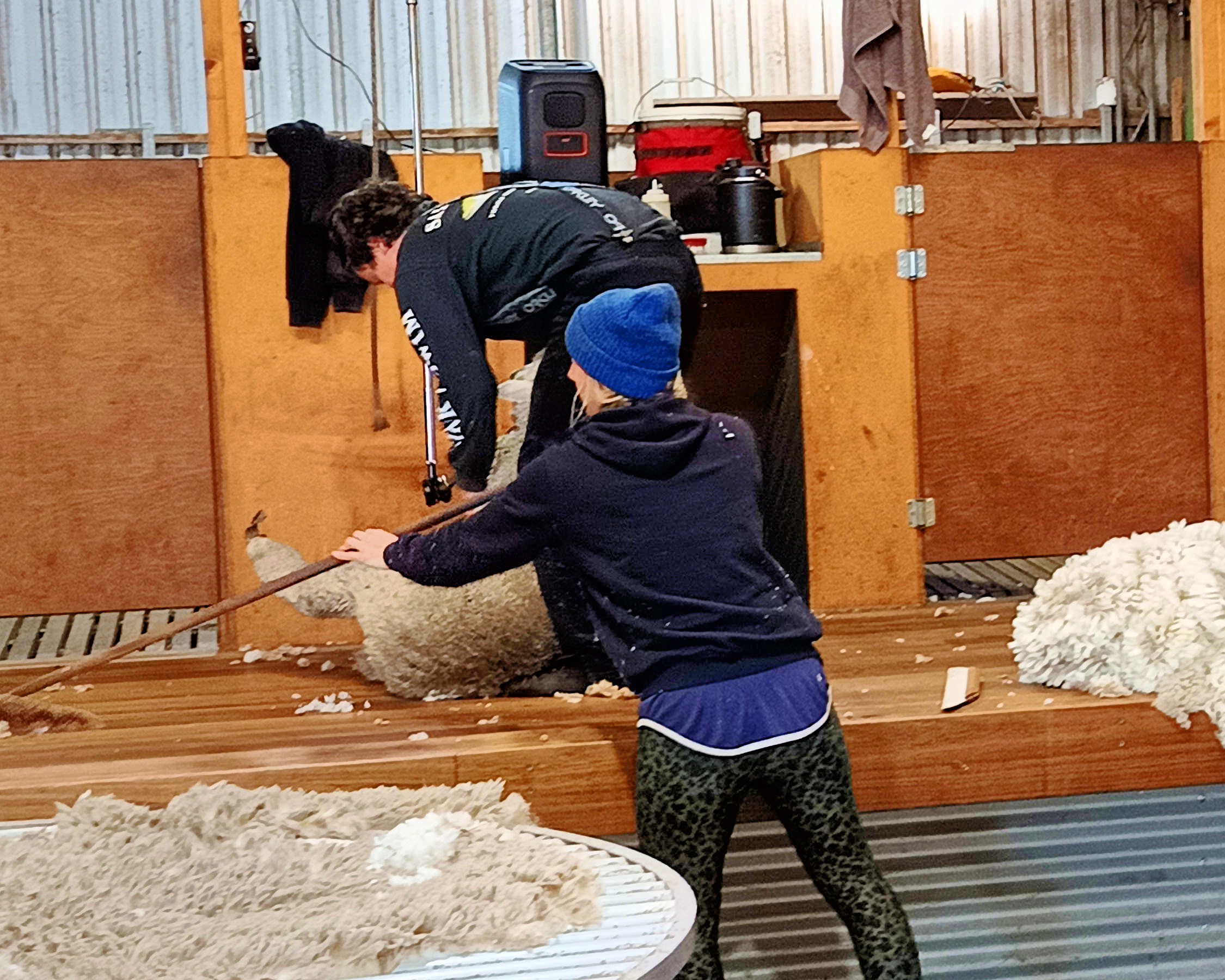 https://lemis.nyc3.digitaloceanspaces.com/grog/Photos/20260724/big/Shearing-19.jpeg