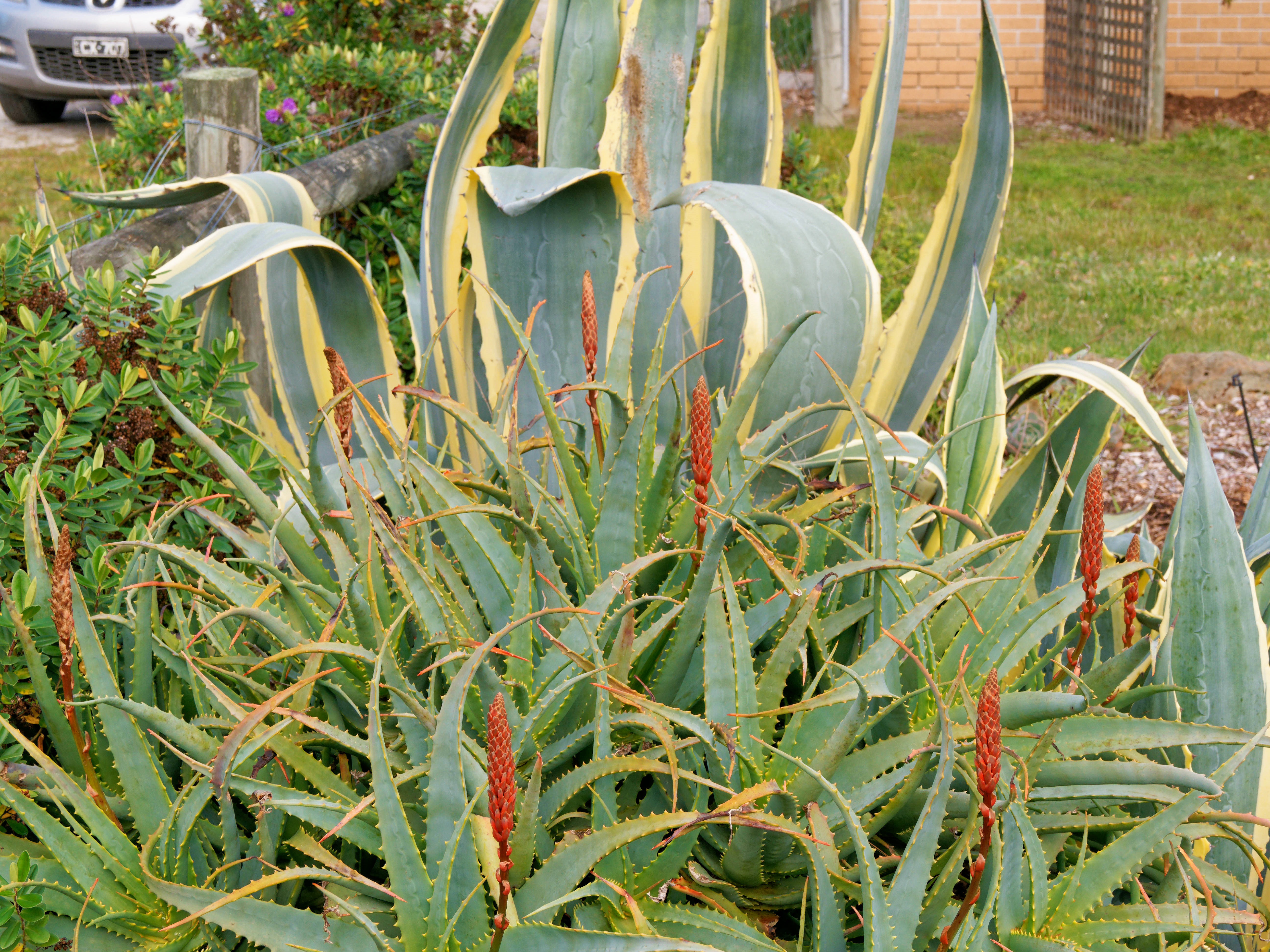 https://lemis.nyc3.digitaloceanspaces.com/grog/Photos/20260724/big/Succulents-1.jpeg