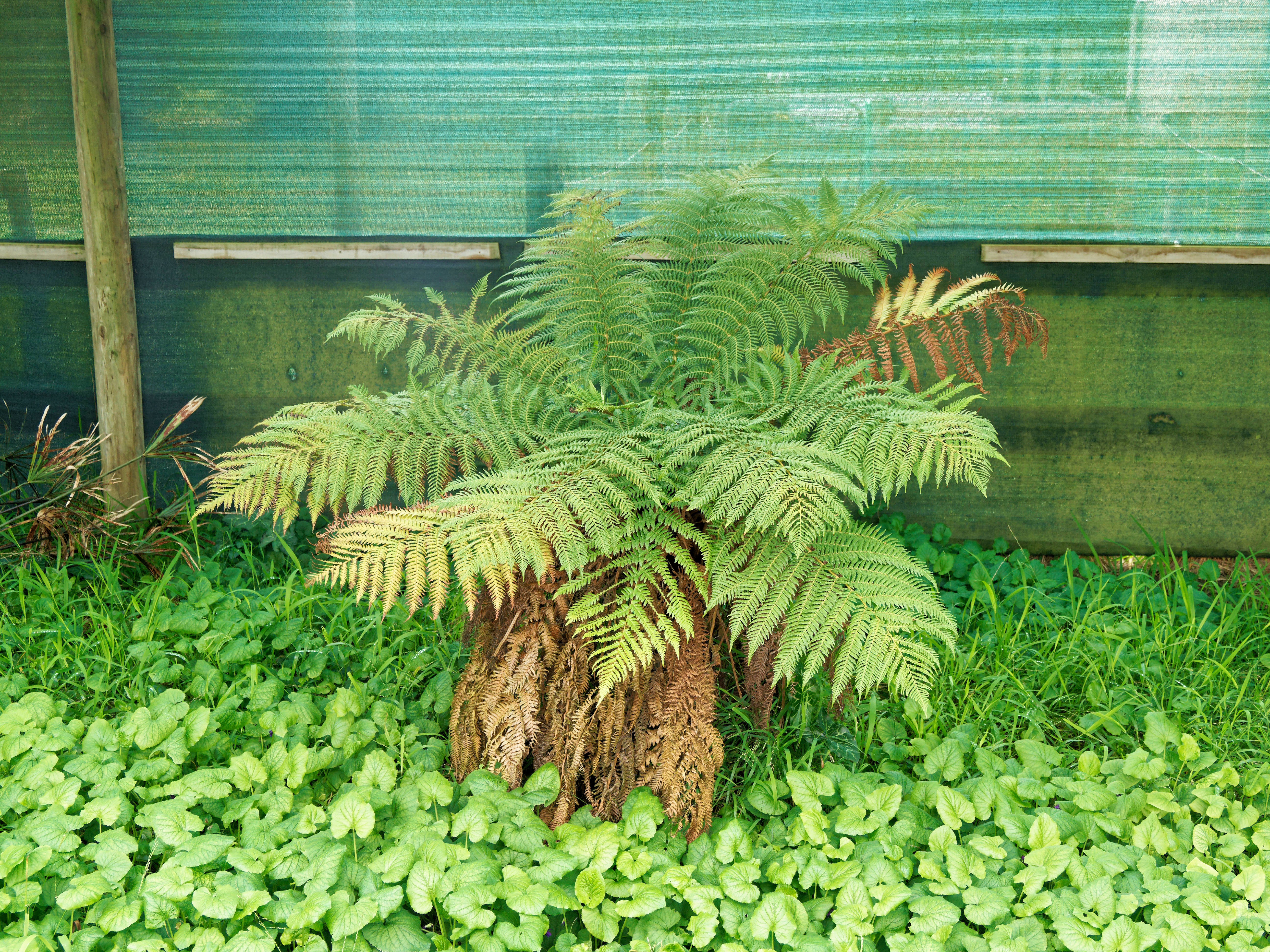 https://lemis.nyc3.digitaloceanspaces.com/grog/Photos/20260724/big/Tree-fern.jpeg