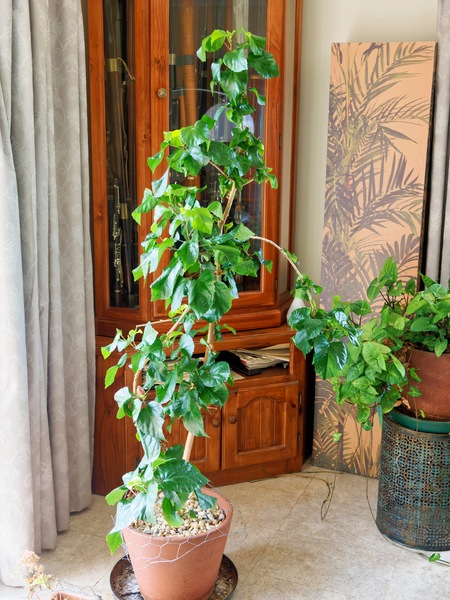 https://lemis.nyc3.digitaloceanspaces.com/grog/Photos/20260724/small/Hibiscus-rosa-sinensis-3.jpeg
