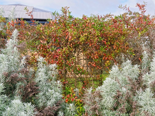 https://lemis.nyc3.digitaloceanspaces.com/grog/Photos/20260724/small/Honeysuckle.jpeg