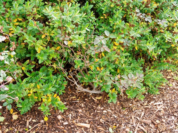 https://lemis.nyc3.digitaloceanspaces.com/grog/Photos/20260724/small/Roses-4.jpeg