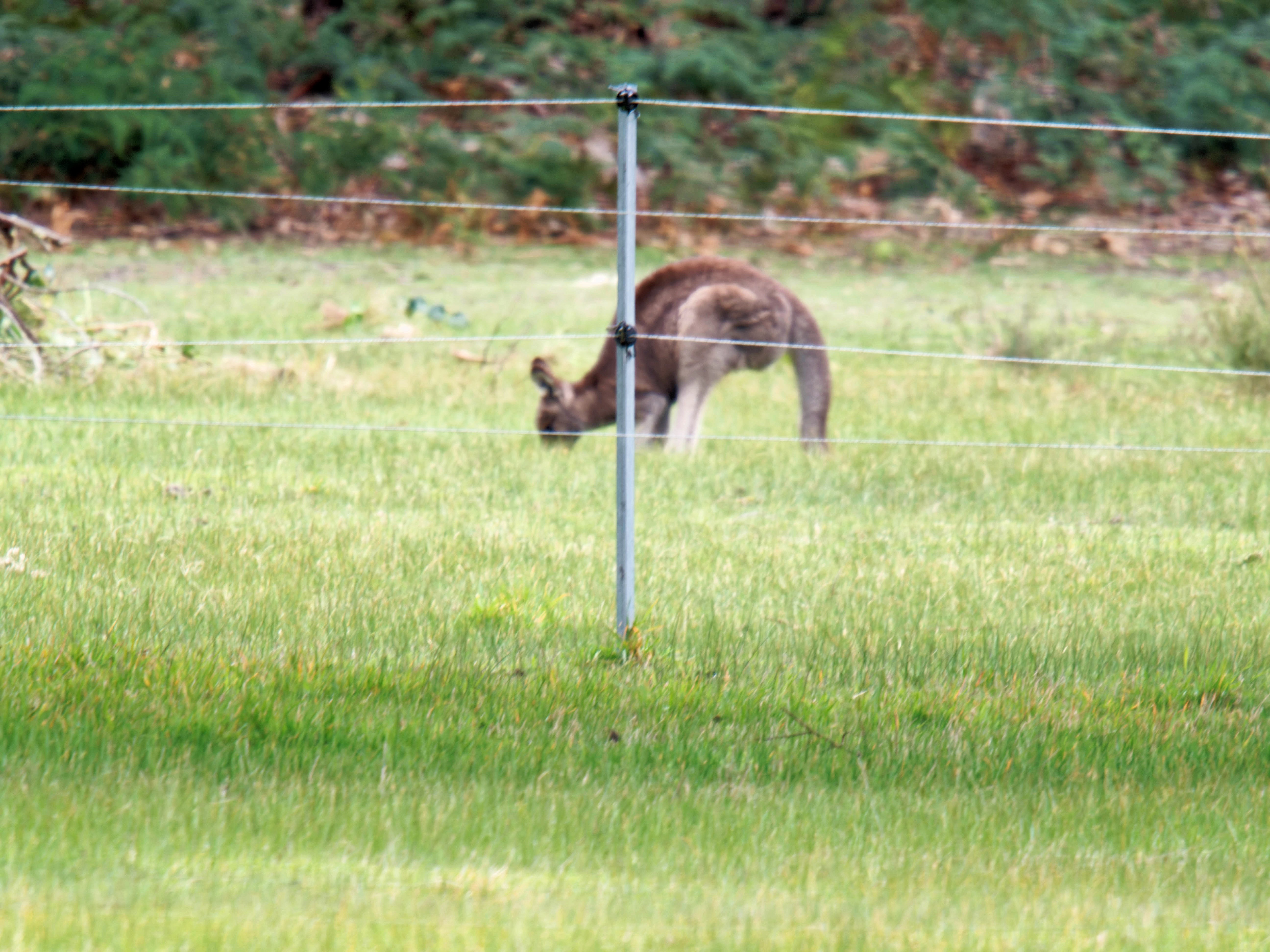 https://lemis.nyc3.digitaloceanspaces.com/grog/Photos/20260727/big/Kangaroos-1.jpeg