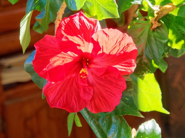 https://lemis.nyc3.digitaloceanspaces.com/grog/Photos/20260727/small/Hibiscus-rosa-sinensis-1.jpeg