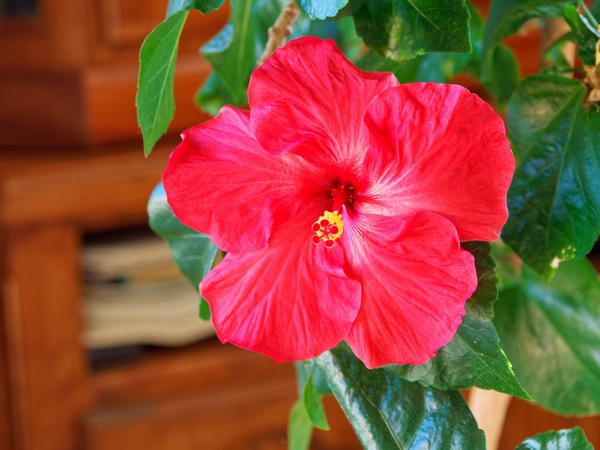 https://lemis.nyc3.digitaloceanspaces.com/grog/Photos/20260727/small/Hibiscus-rosa-sinensis-2.jpeg