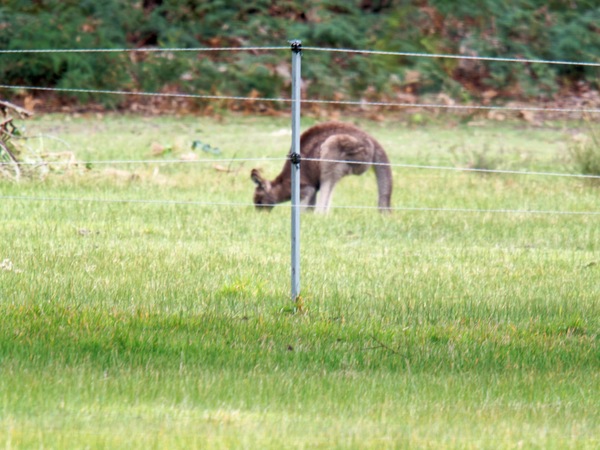 https://lemis.nyc3.digitaloceanspaces.com/grog/Photos/20260727/small/Kangaroos-1.jpeg