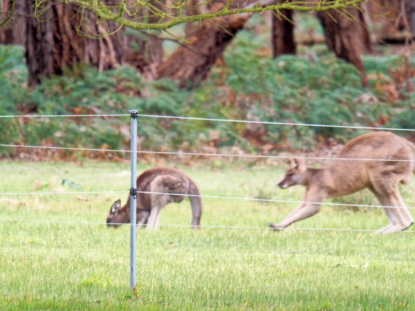 https://lemis.nyc3.digitaloceanspaces.com/grog/Photos/20260727/small/Kangaroos-2.jpeg