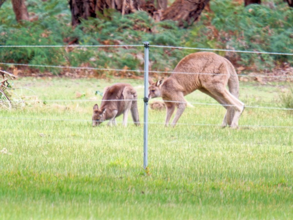https://lemis.nyc3.digitaloceanspaces.com/grog/Photos/20260727/small/Kangaroos-3.jpeg