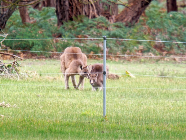 https://lemis.nyc3.digitaloceanspaces.com/grog/Photos/20260727/small/Kangaroos-4.jpeg