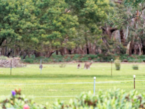 https://lemis.nyc3.digitaloceanspaces.com/grog/Photos/20260727/small/Kangaroos-5.jpeg