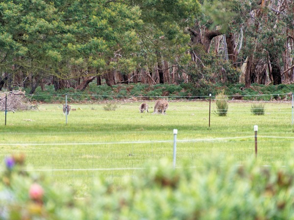 https://lemis.nyc3.digitaloceanspaces.com/grog/Photos/20260727/small/Kangaroos-6.jpeg