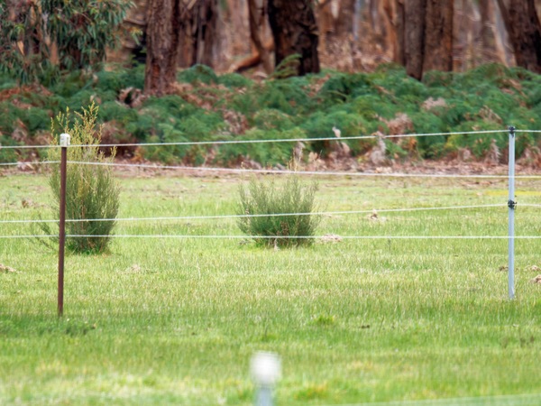 https://lemis.nyc3.digitaloceanspaces.com/grog/Photos/20260727/small/No-kangaroos-1.jpeg