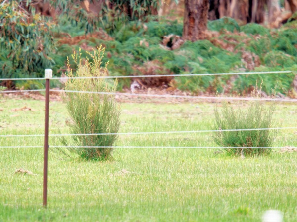 https://lemis.nyc3.digitaloceanspaces.com/grog/Photos/20260727/small/No-kangaroos-3.jpeg