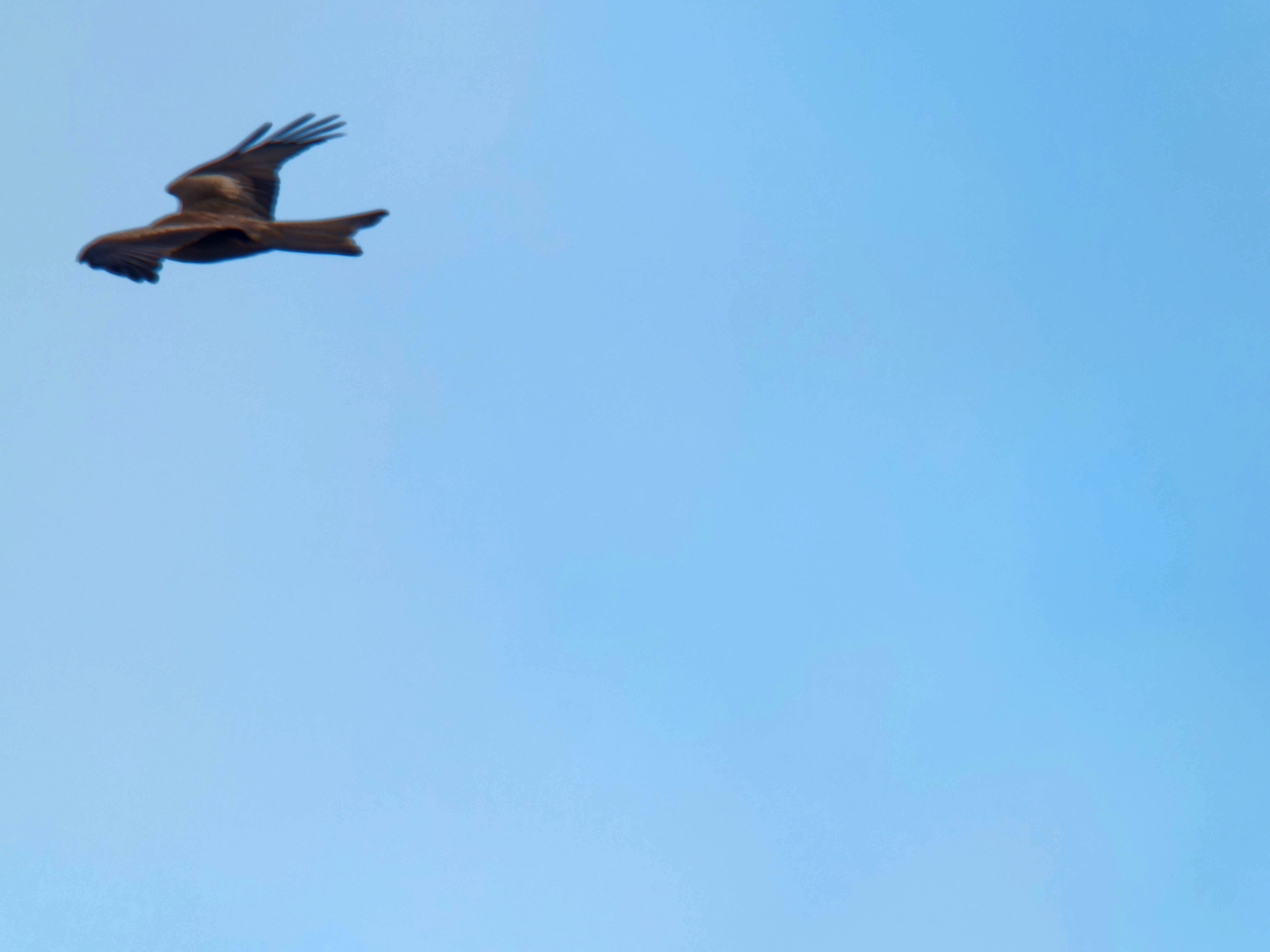 https://lemis.nyc3.digitaloceanspaces.com/grog/Photos/20260729/big/Birding-1.jpeg