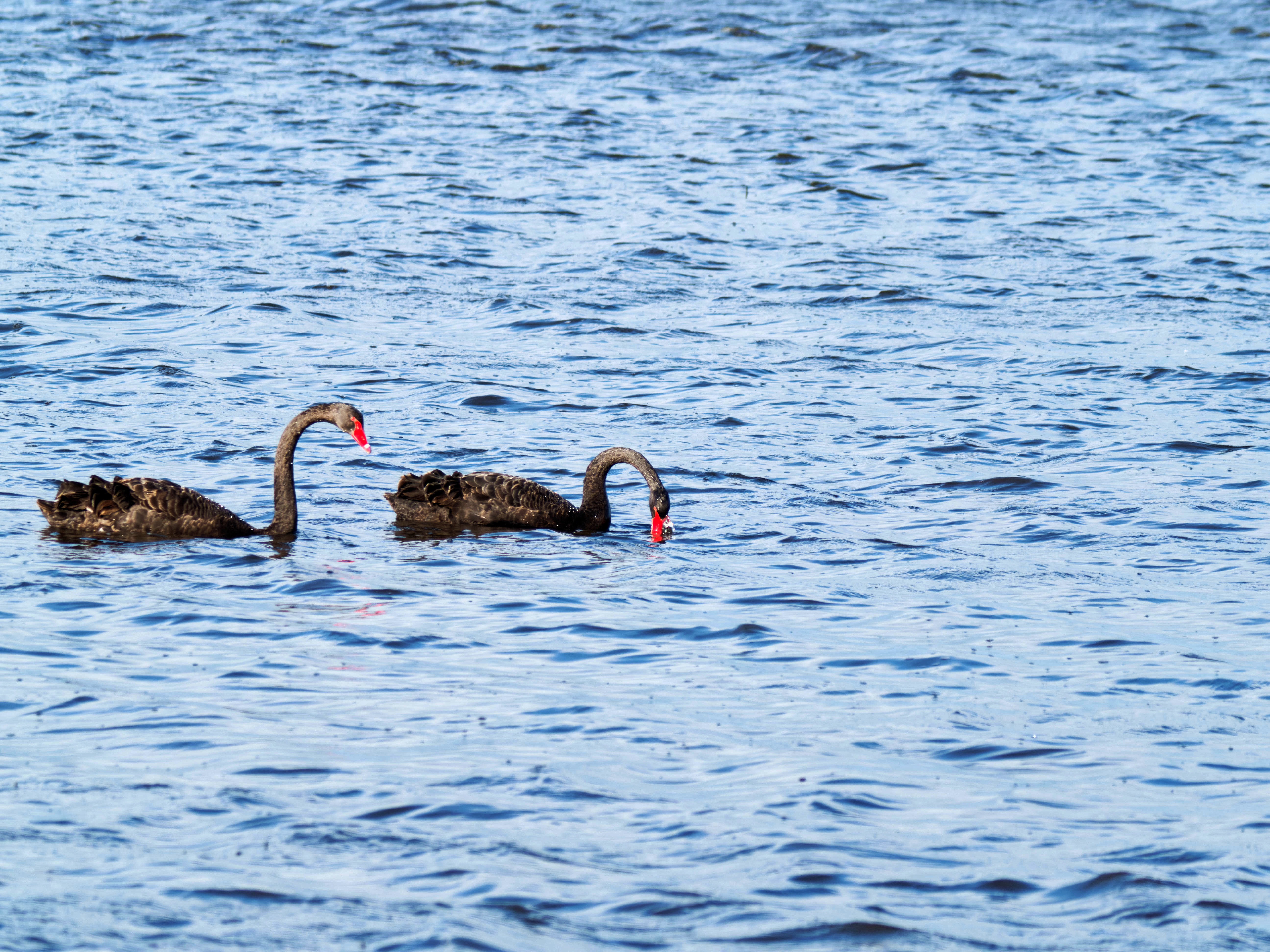 https://lemis.nyc3.digitaloceanspaces.com/grog/Photos/20260729/big/Birding-101.jpeg