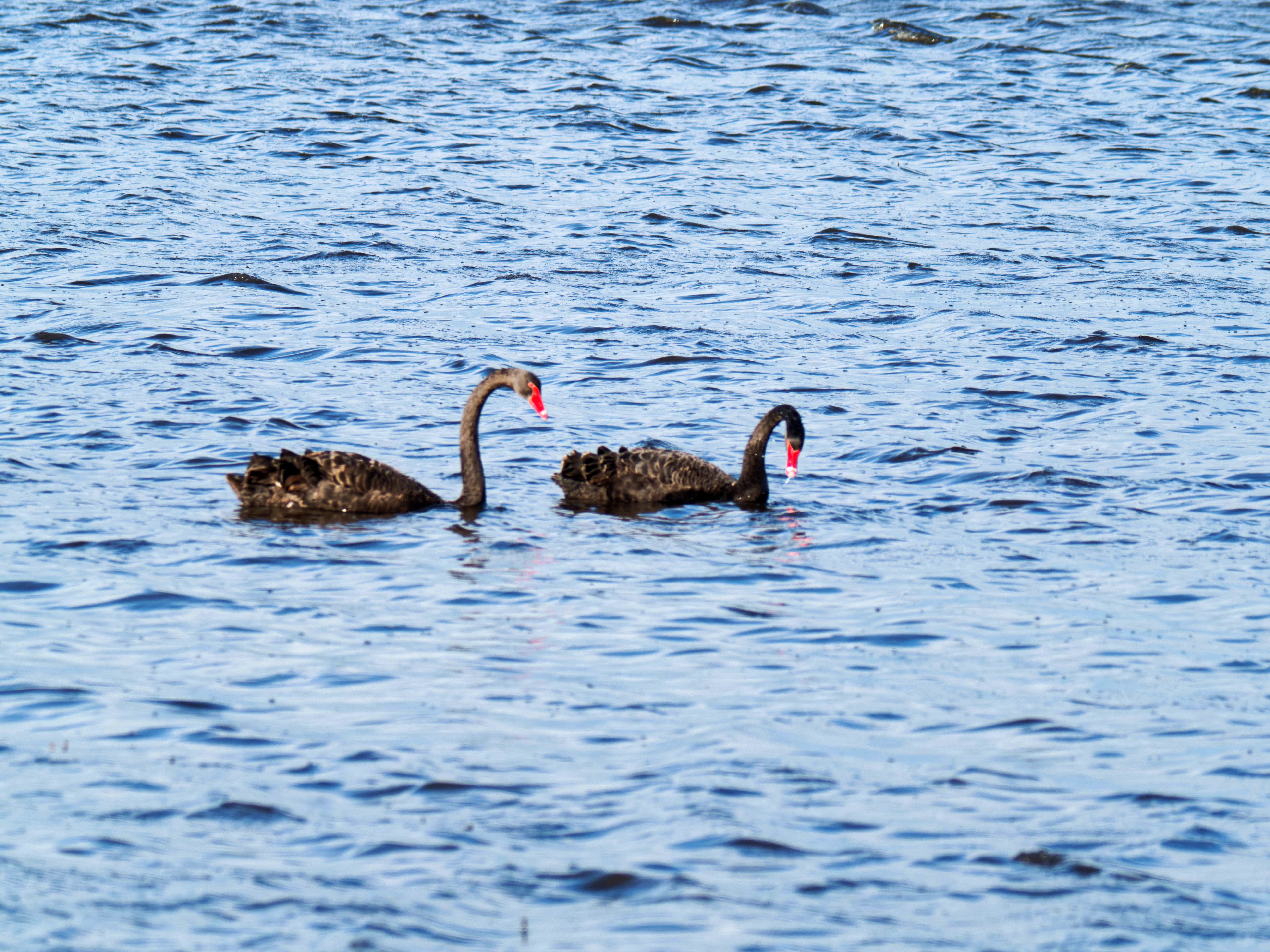 https://lemis.nyc3.digitaloceanspaces.com/grog/Photos/20260729/big/Birding-103.jpeg