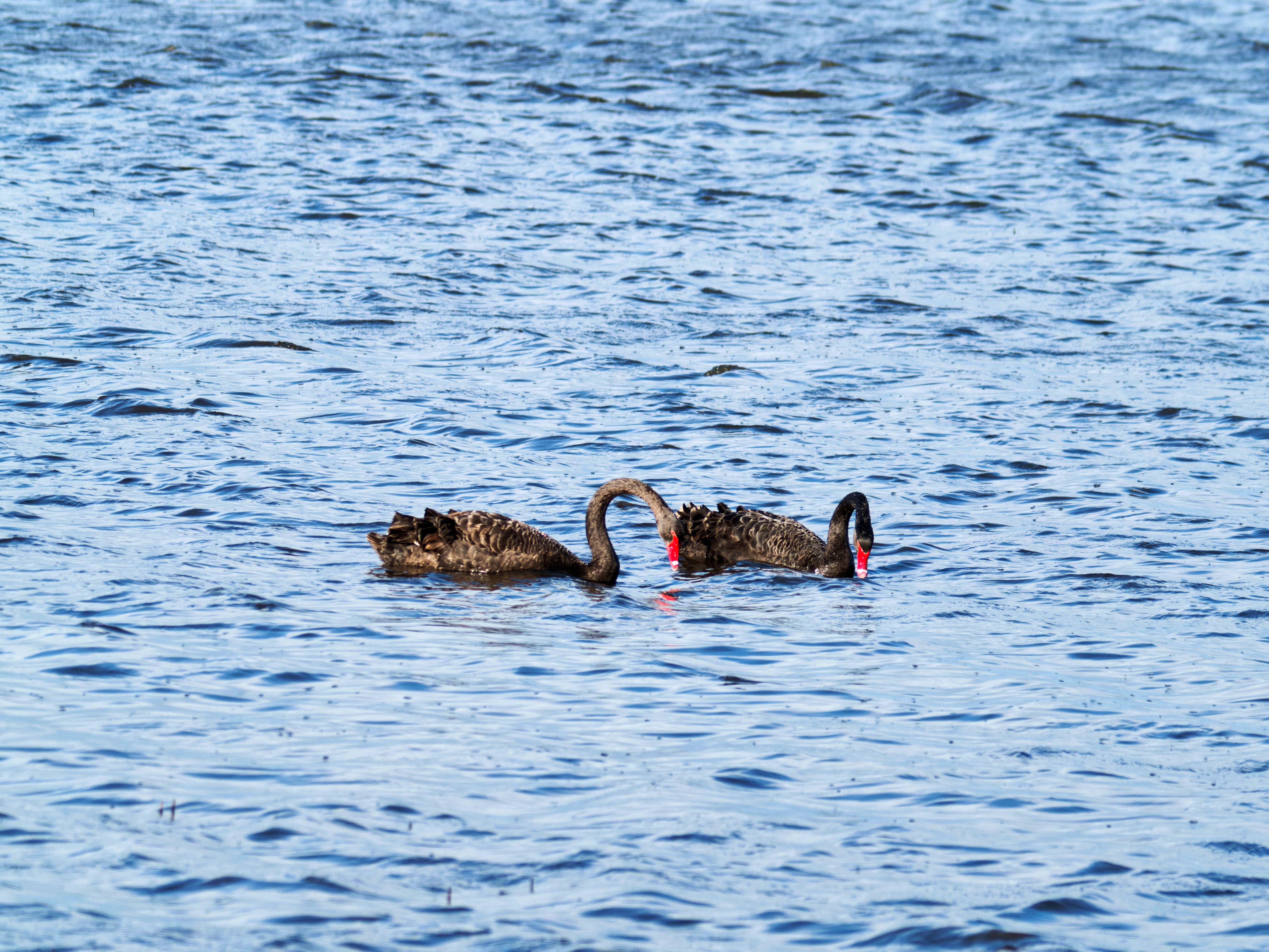 https://lemis.nyc3.digitaloceanspaces.com/grog/Photos/20260729/big/Birding-105.jpeg
