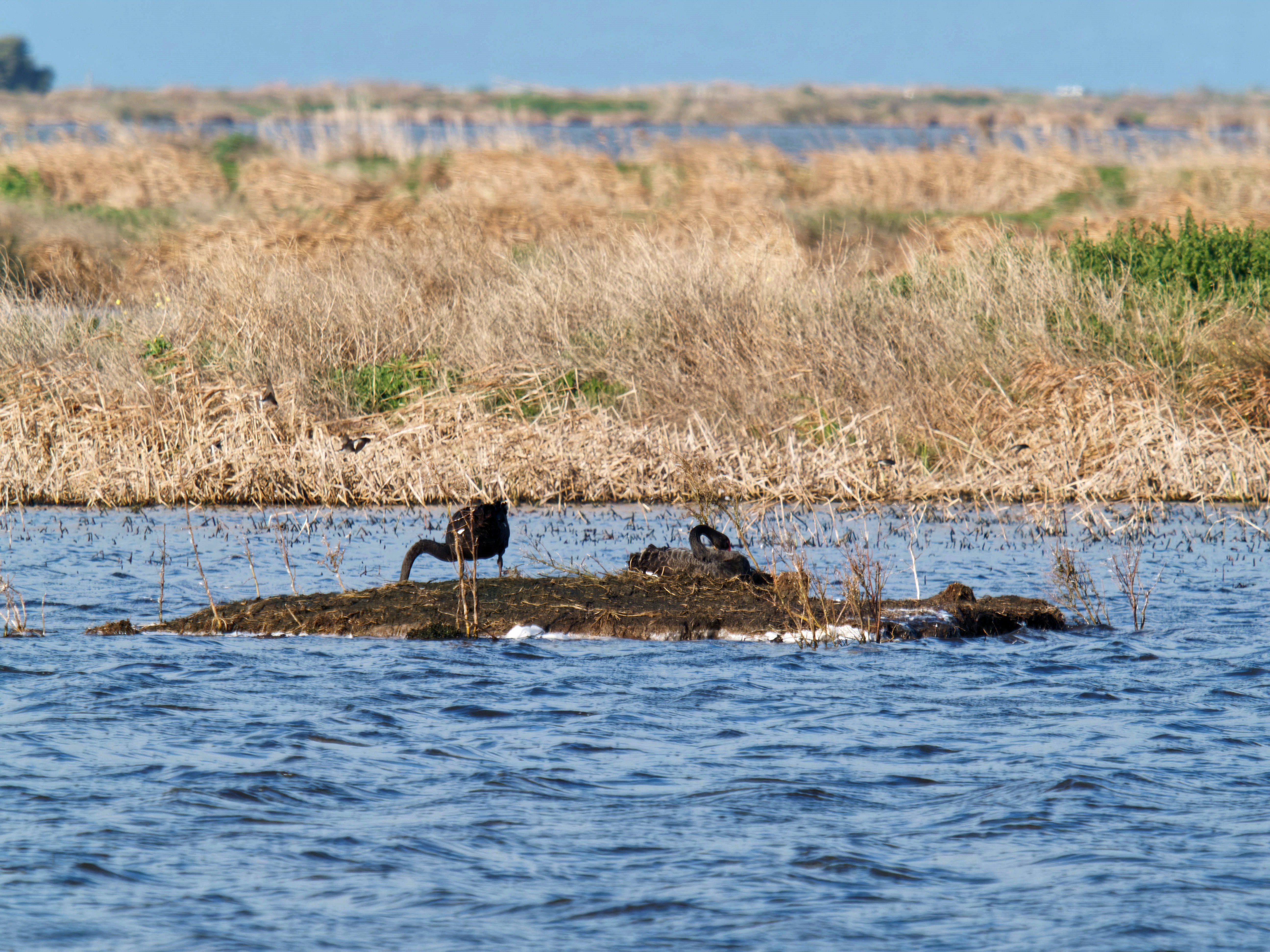 https://lemis.nyc3.digitaloceanspaces.com/grog/Photos/20260729/big/Birding-109.jpeg