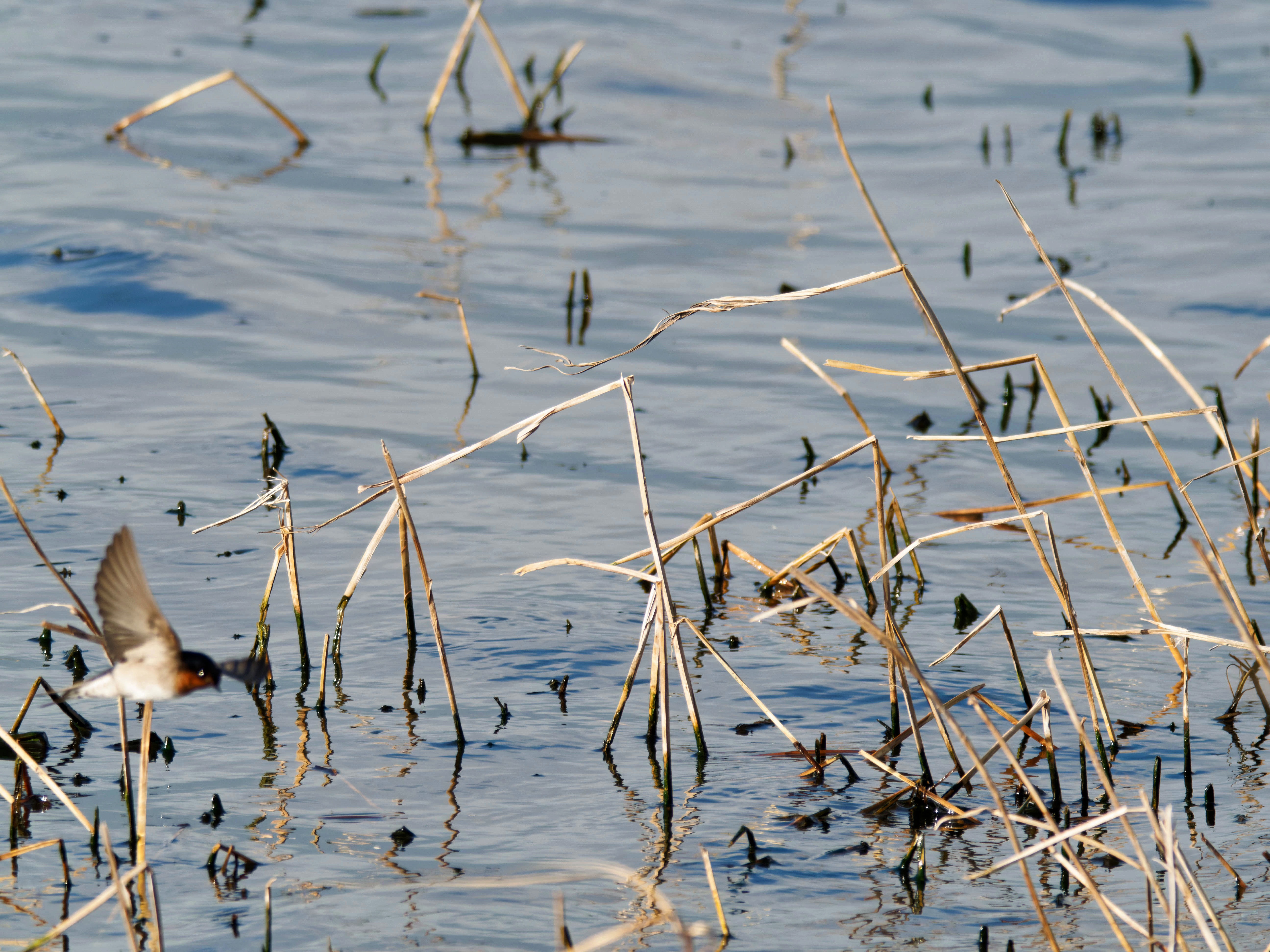 https://lemis.nyc3.digitaloceanspaces.com/grog/Photos/20260729/big/Birding-112.jpeg