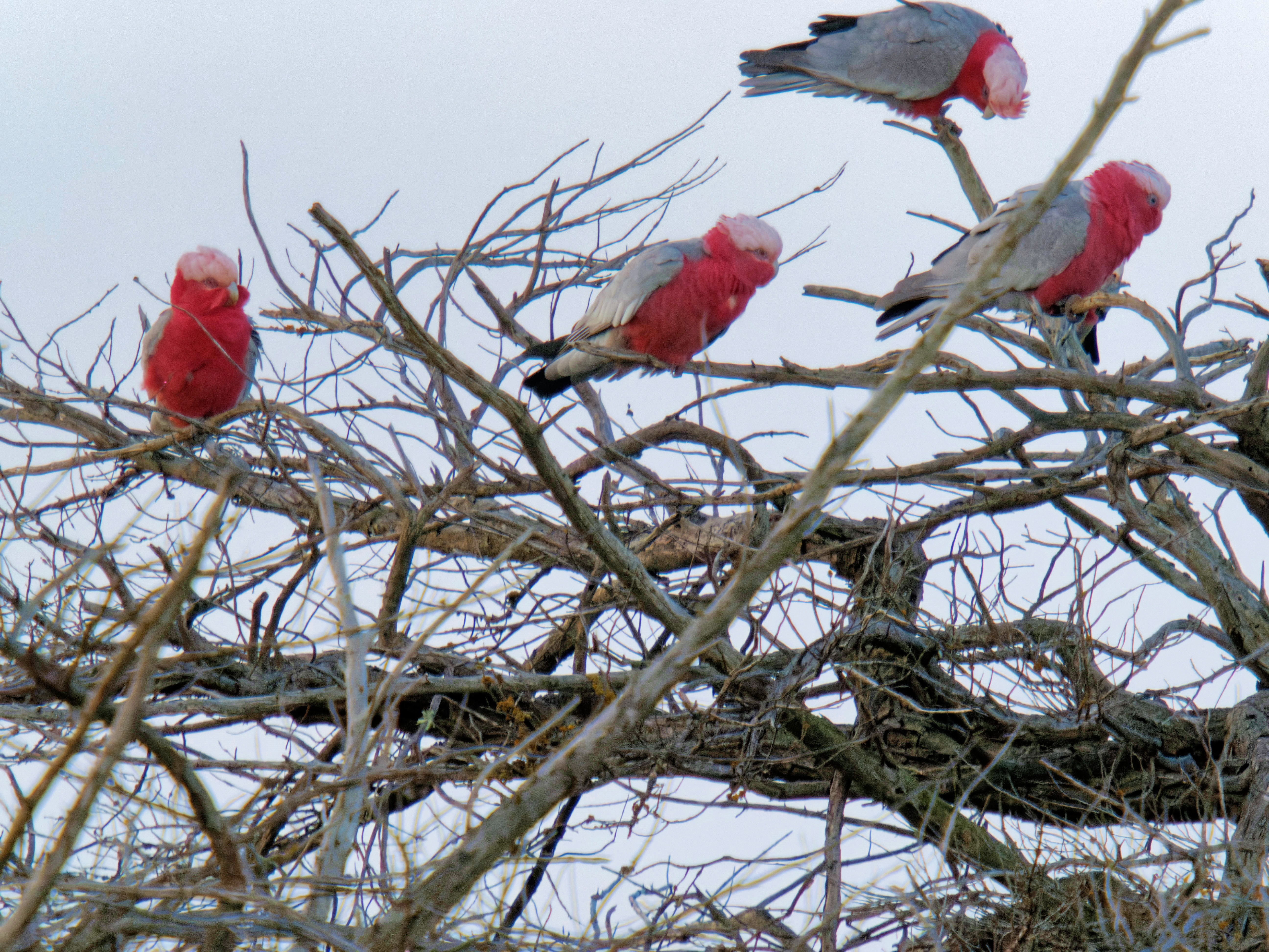 https://lemis.nyc3.digitaloceanspaces.com/grog/Photos/20260729/big/Birding-12.jpeg