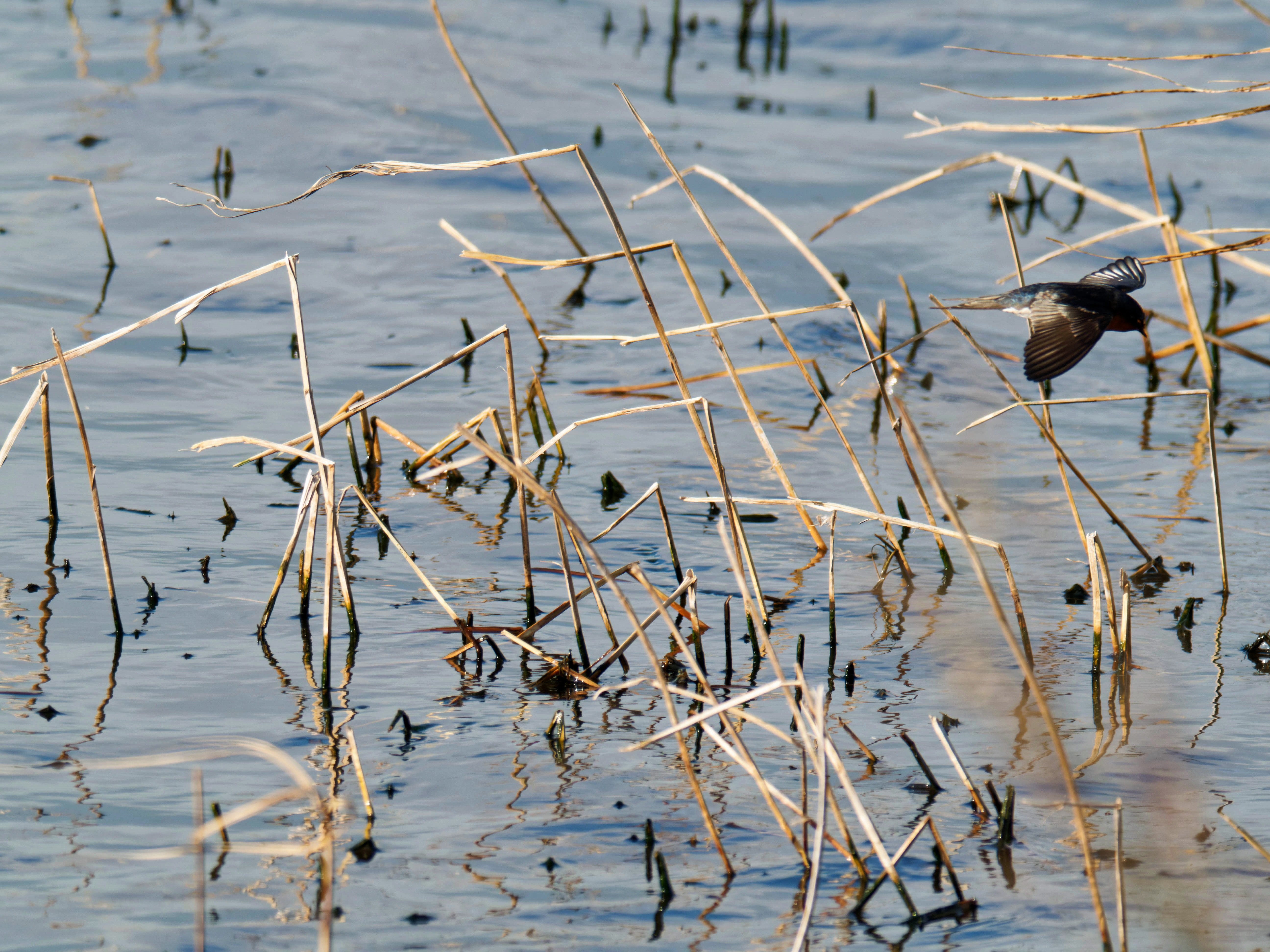 https://lemis.nyc3.digitaloceanspaces.com/grog/Photos/20260729/big/Birding-121.jpeg