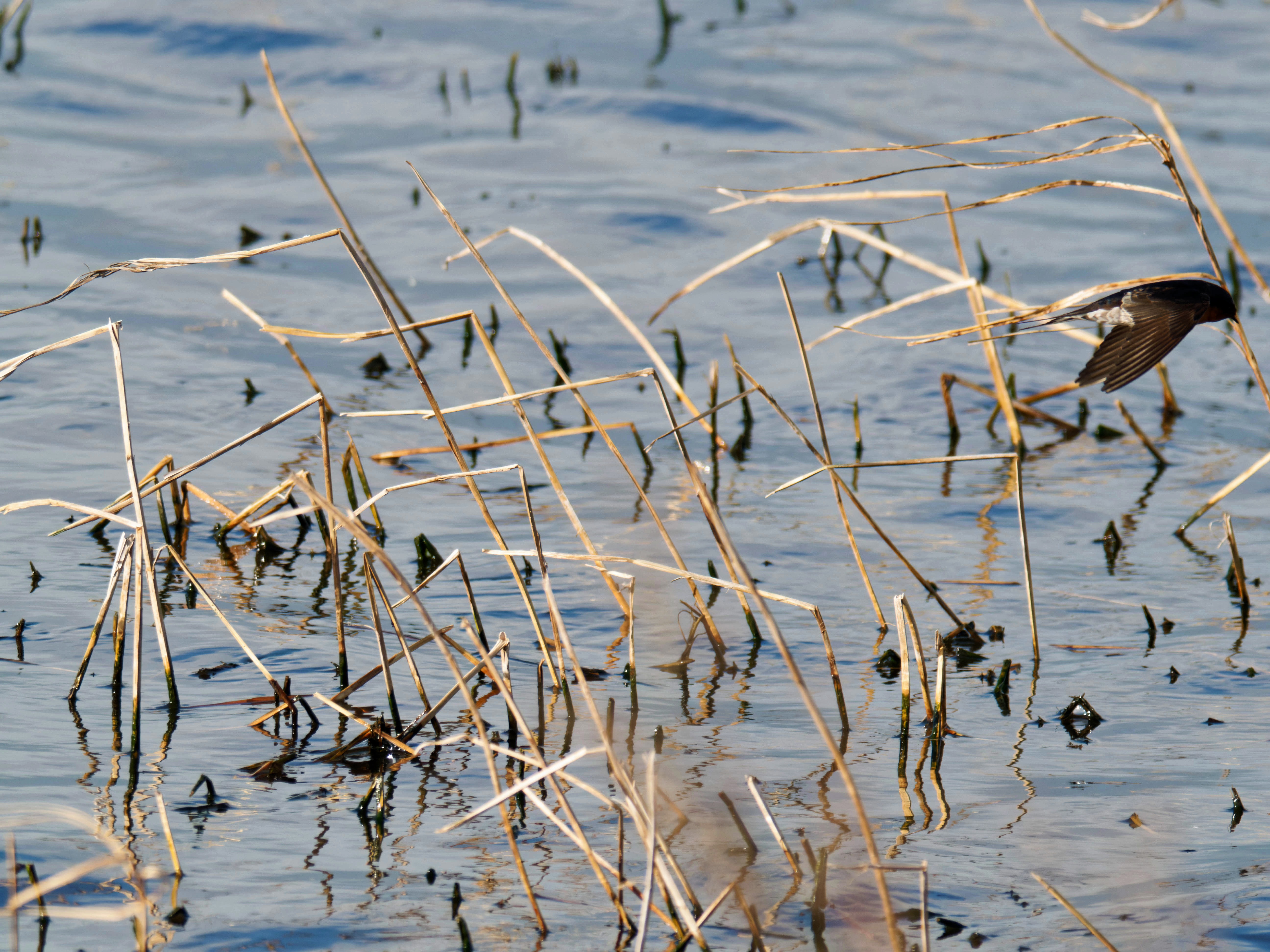 https://lemis.nyc3.digitaloceanspaces.com/grog/Photos/20260729/big/Birding-123.jpeg