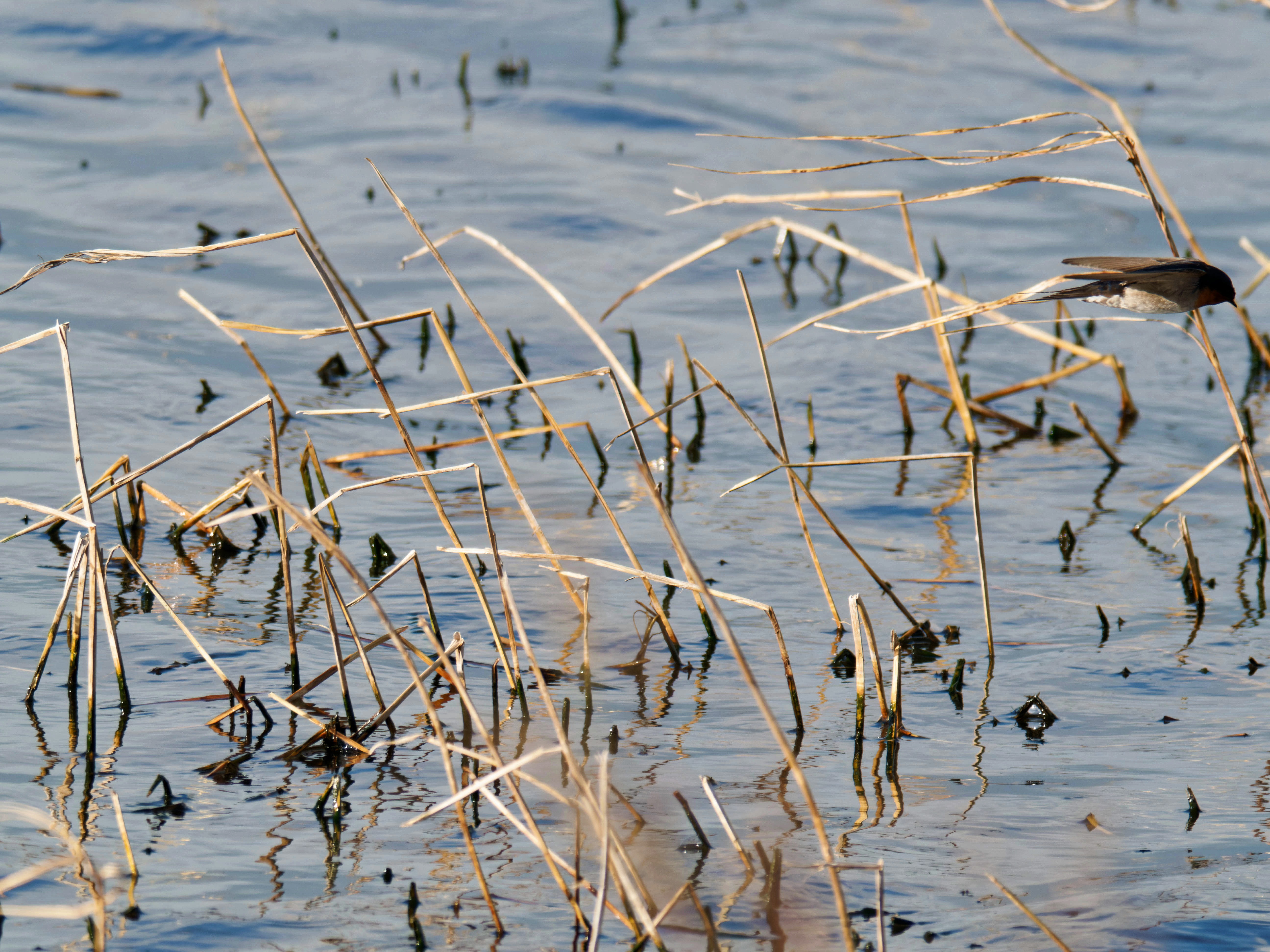 https://lemis.nyc3.digitaloceanspaces.com/grog/Photos/20260729/big/Birding-124.jpeg