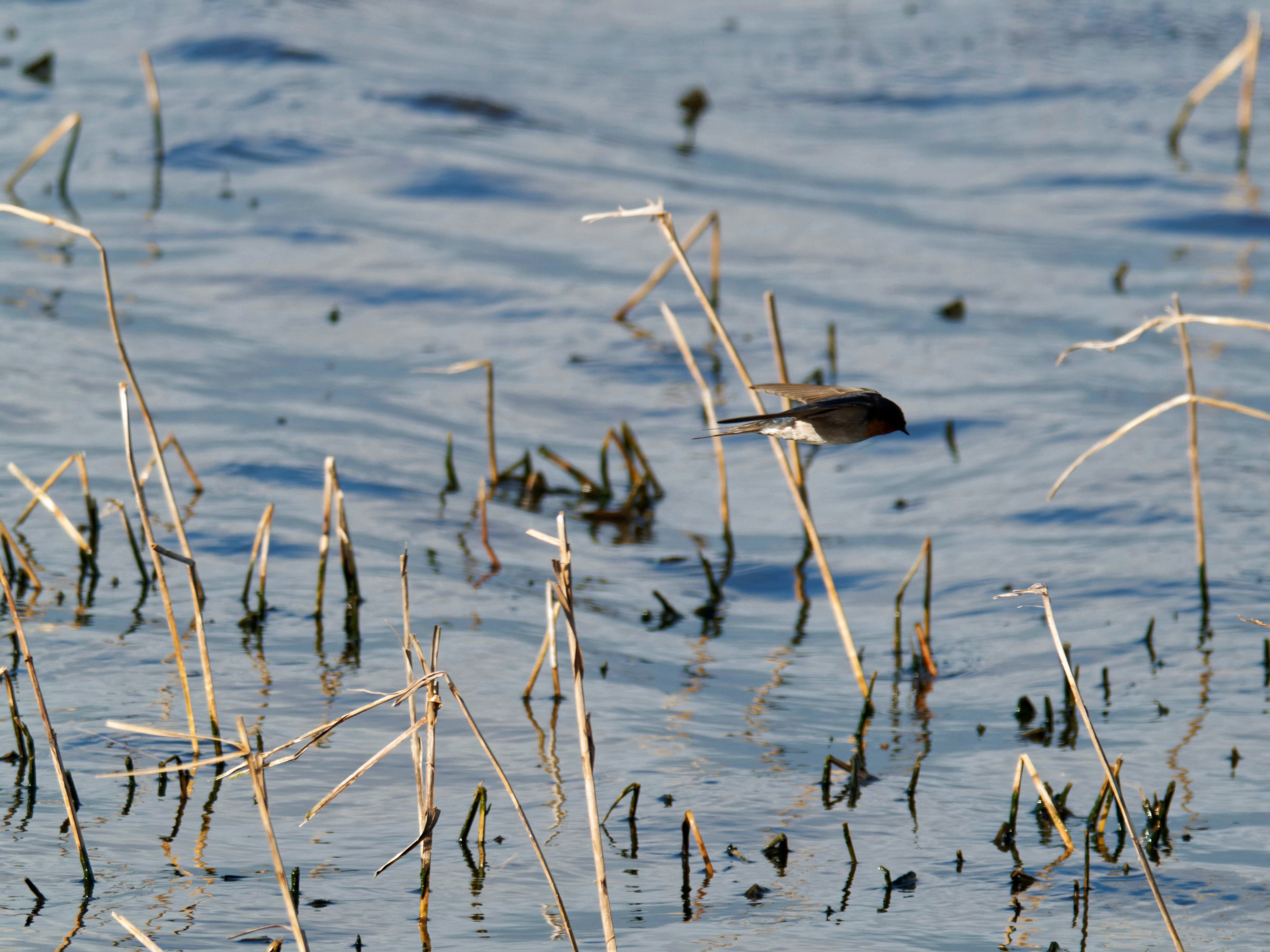 https://lemis.nyc3.digitaloceanspaces.com/grog/Photos/20260729/big/Birding-128.jpeg
