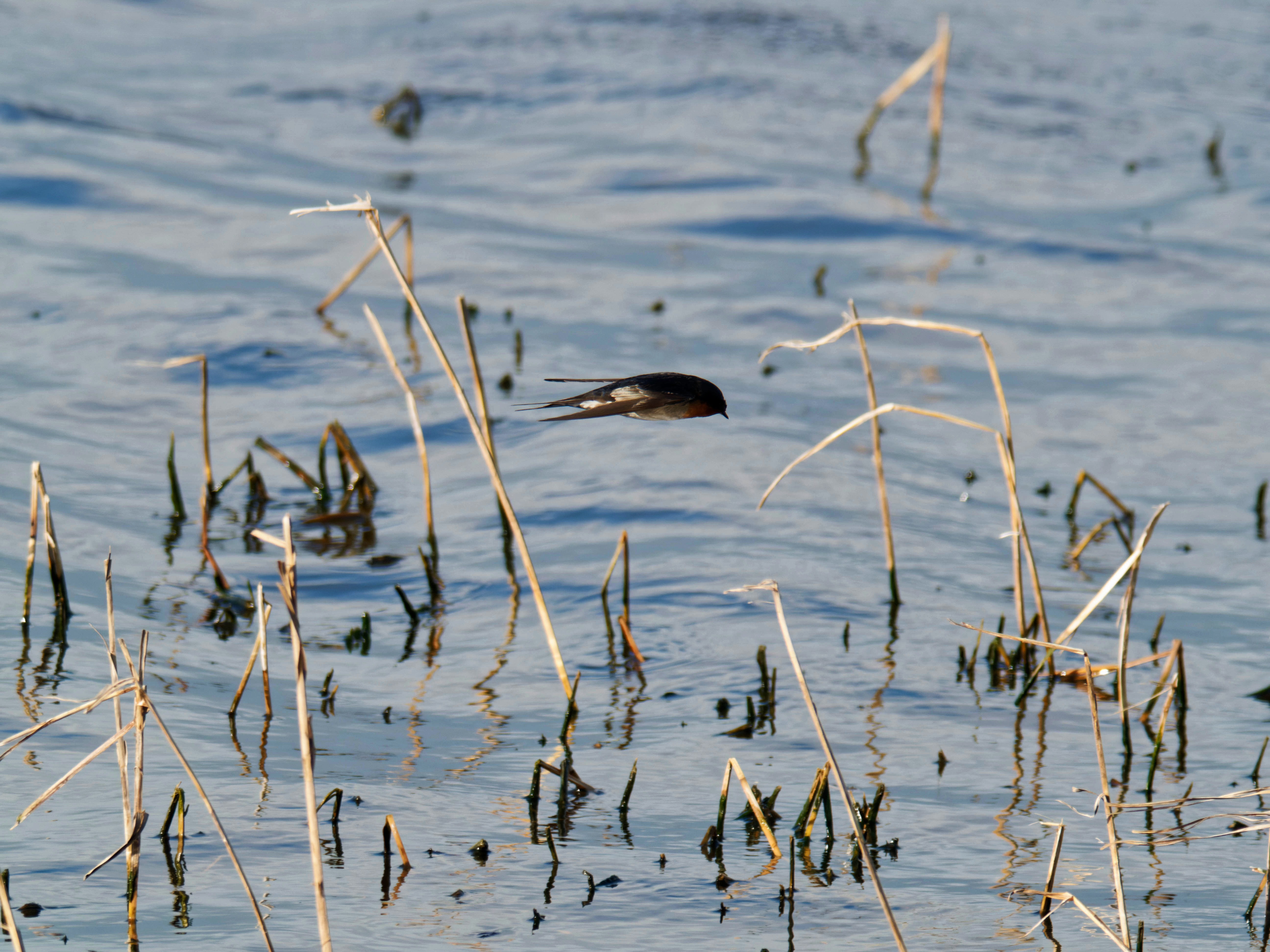 https://lemis.nyc3.digitaloceanspaces.com/grog/Photos/20260729/big/Birding-131.jpeg