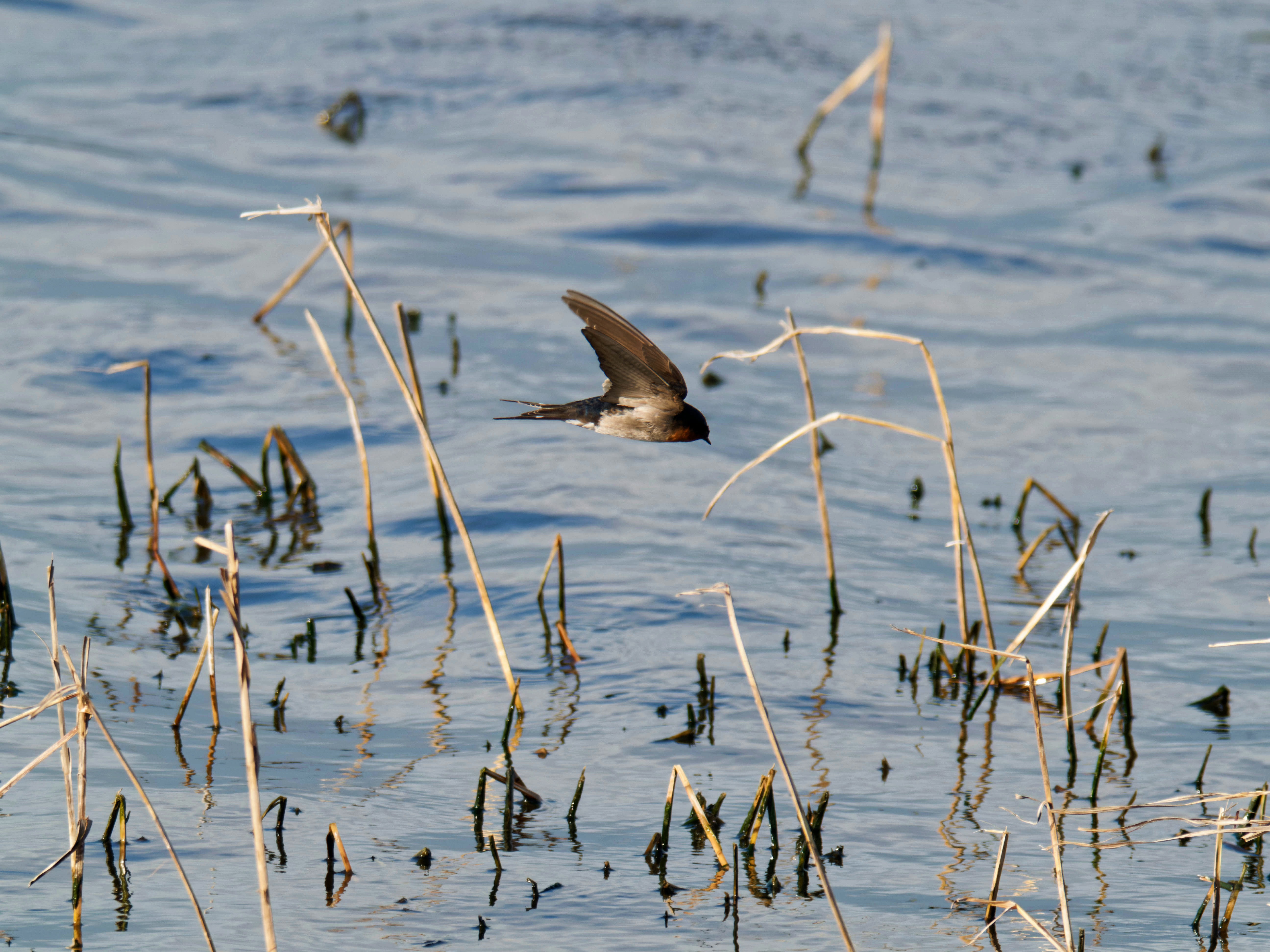 https://lemis.nyc3.digitaloceanspaces.com/grog/Photos/20260729/big/Birding-132.jpeg