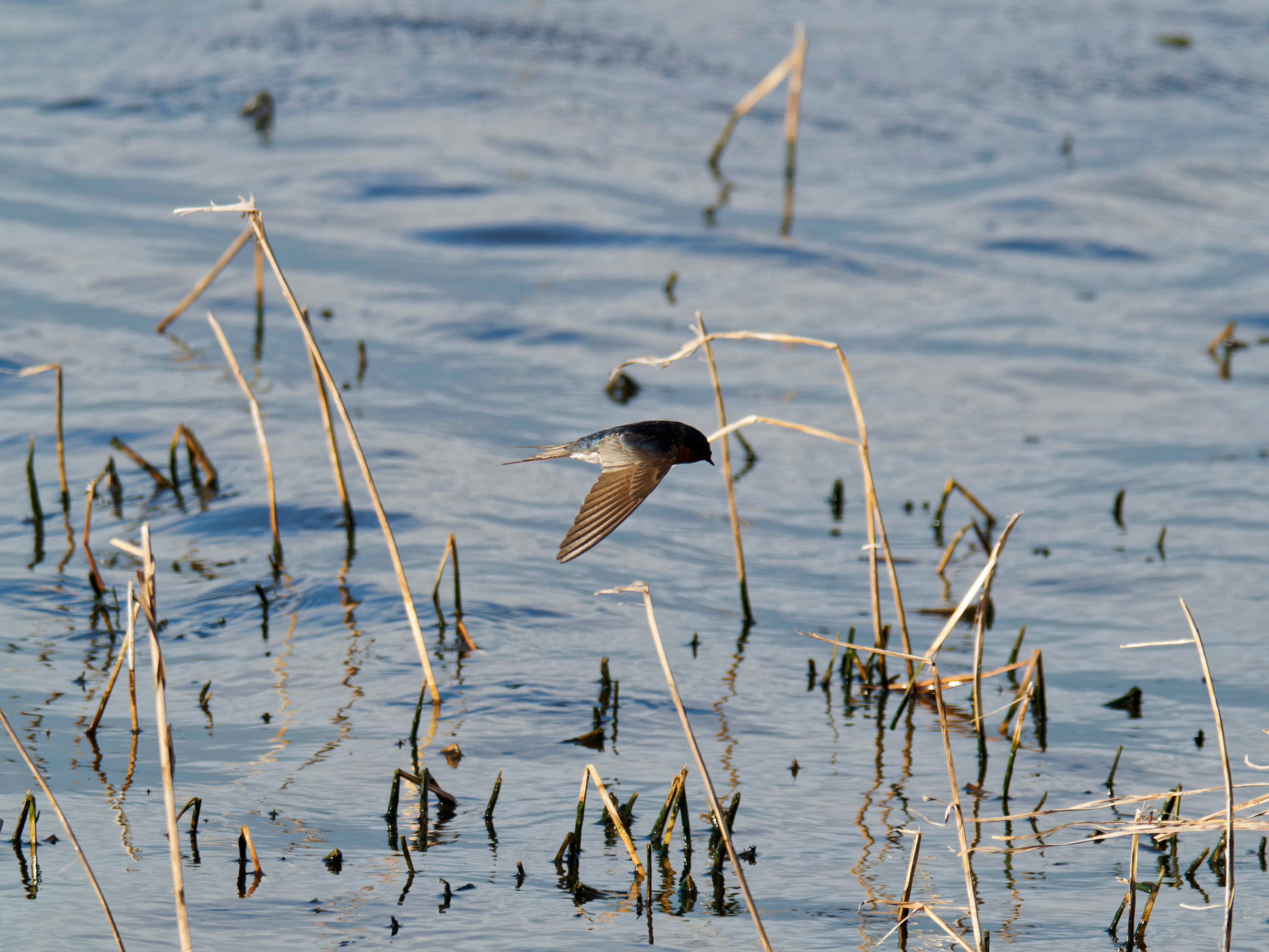 https://lemis.nyc3.digitaloceanspaces.com/grog/Photos/20260729/big/Birding-134.jpeg