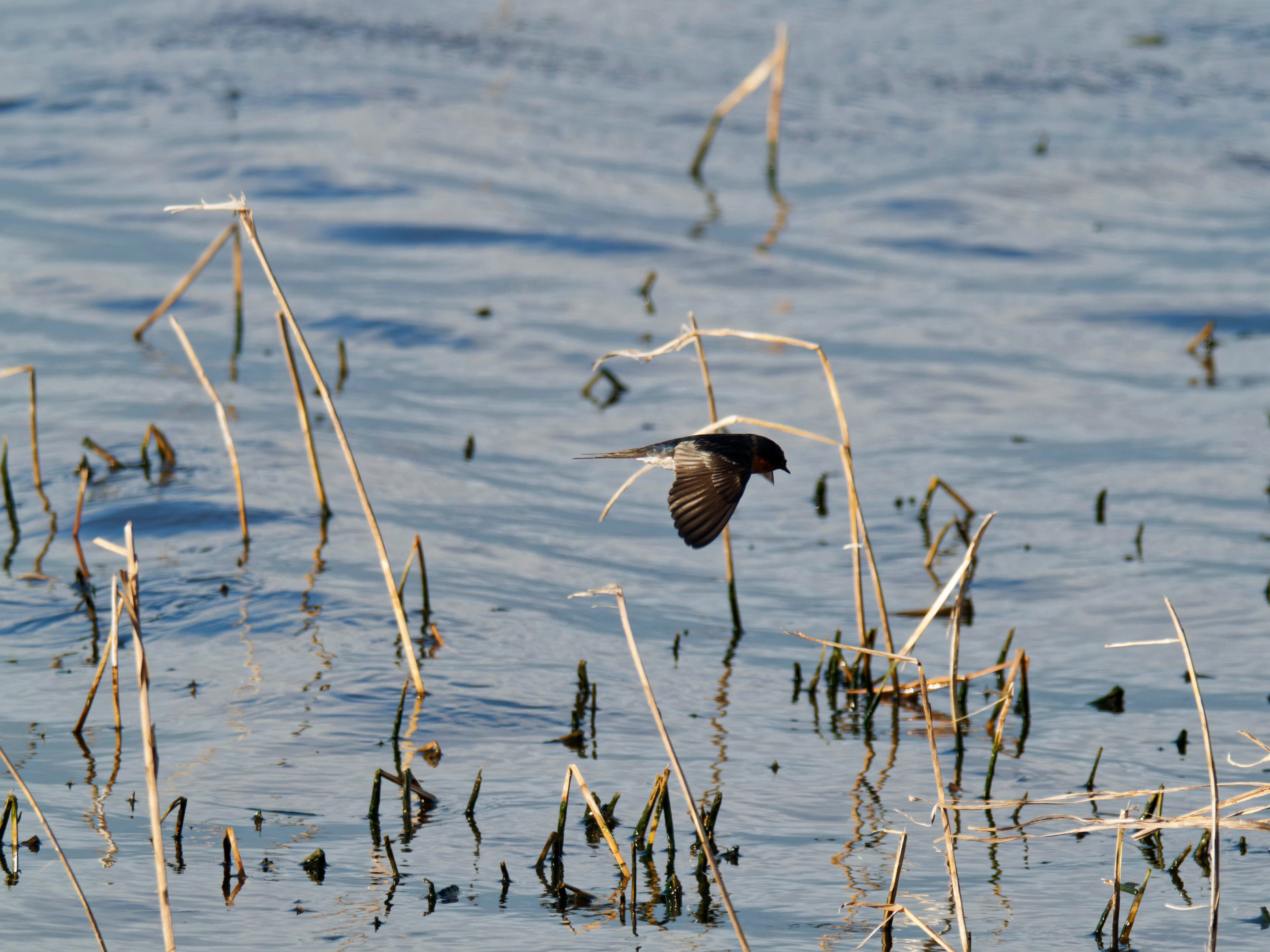 https://lemis.nyc3.digitaloceanspaces.com/grog/Photos/20260729/big/Birding-136.jpeg