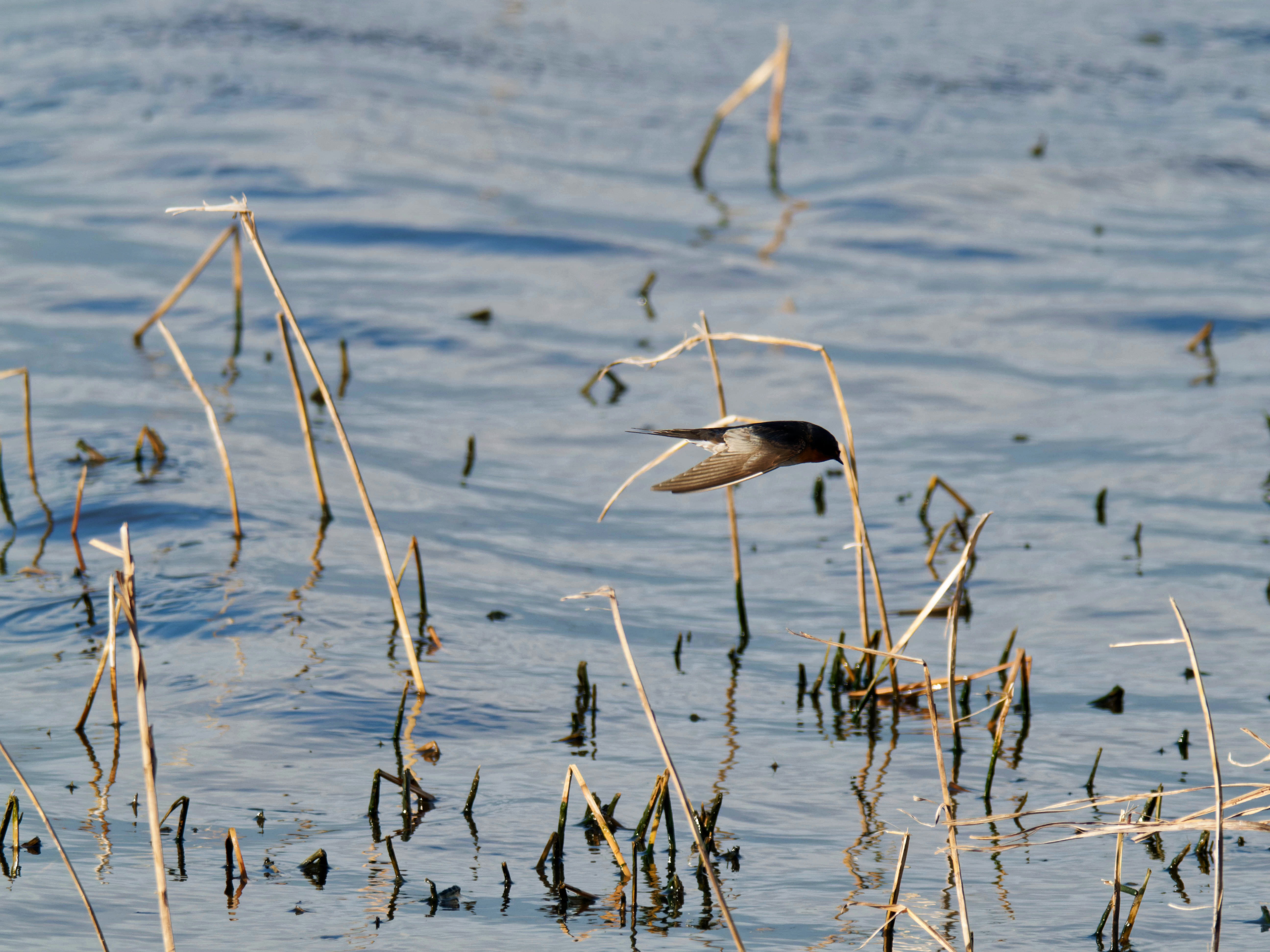 https://lemis.nyc3.digitaloceanspaces.com/grog/Photos/20260729/big/Birding-137.jpeg