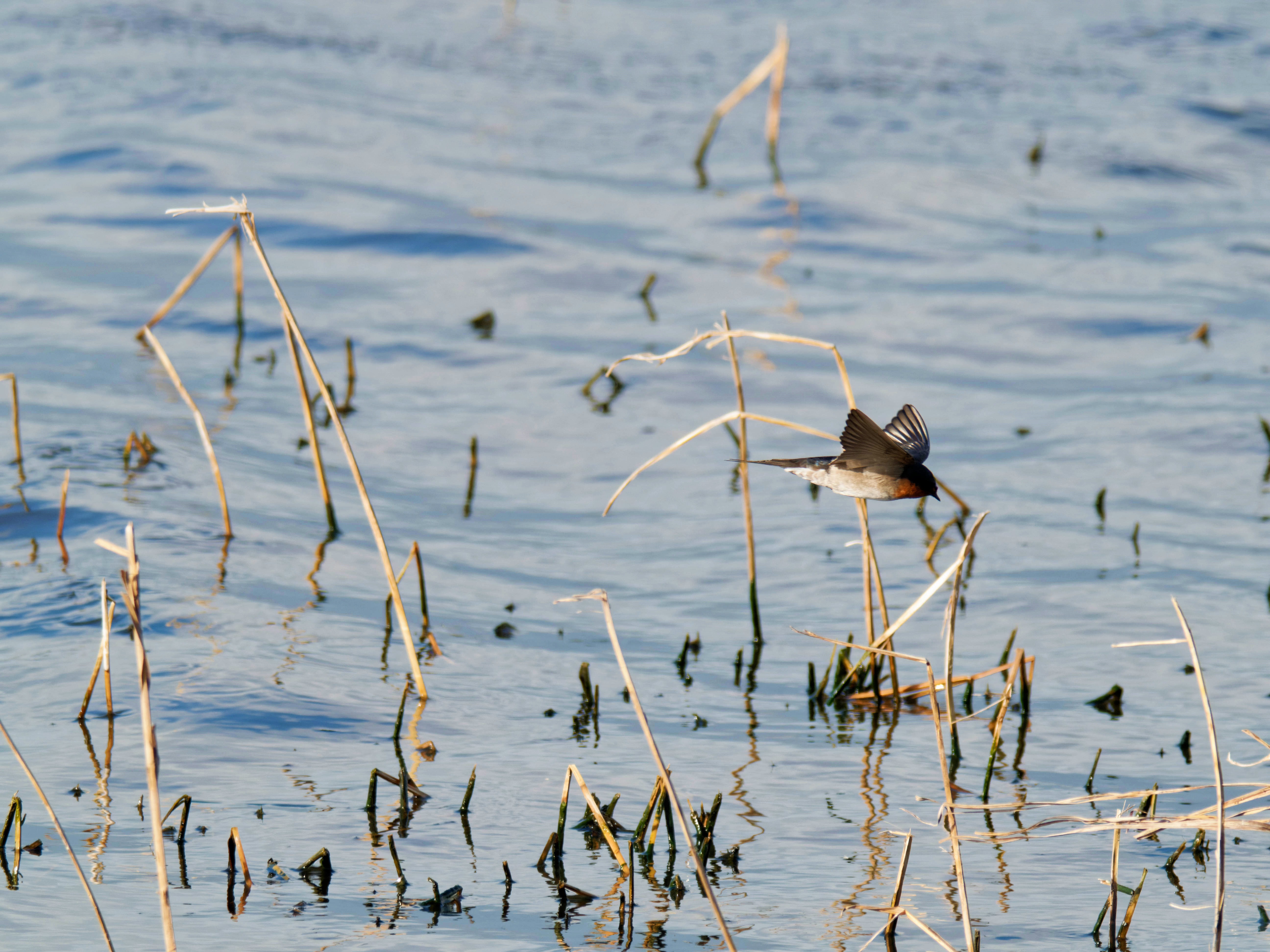https://lemis.nyc3.digitaloceanspaces.com/grog/Photos/20260729/big/Birding-139.jpeg