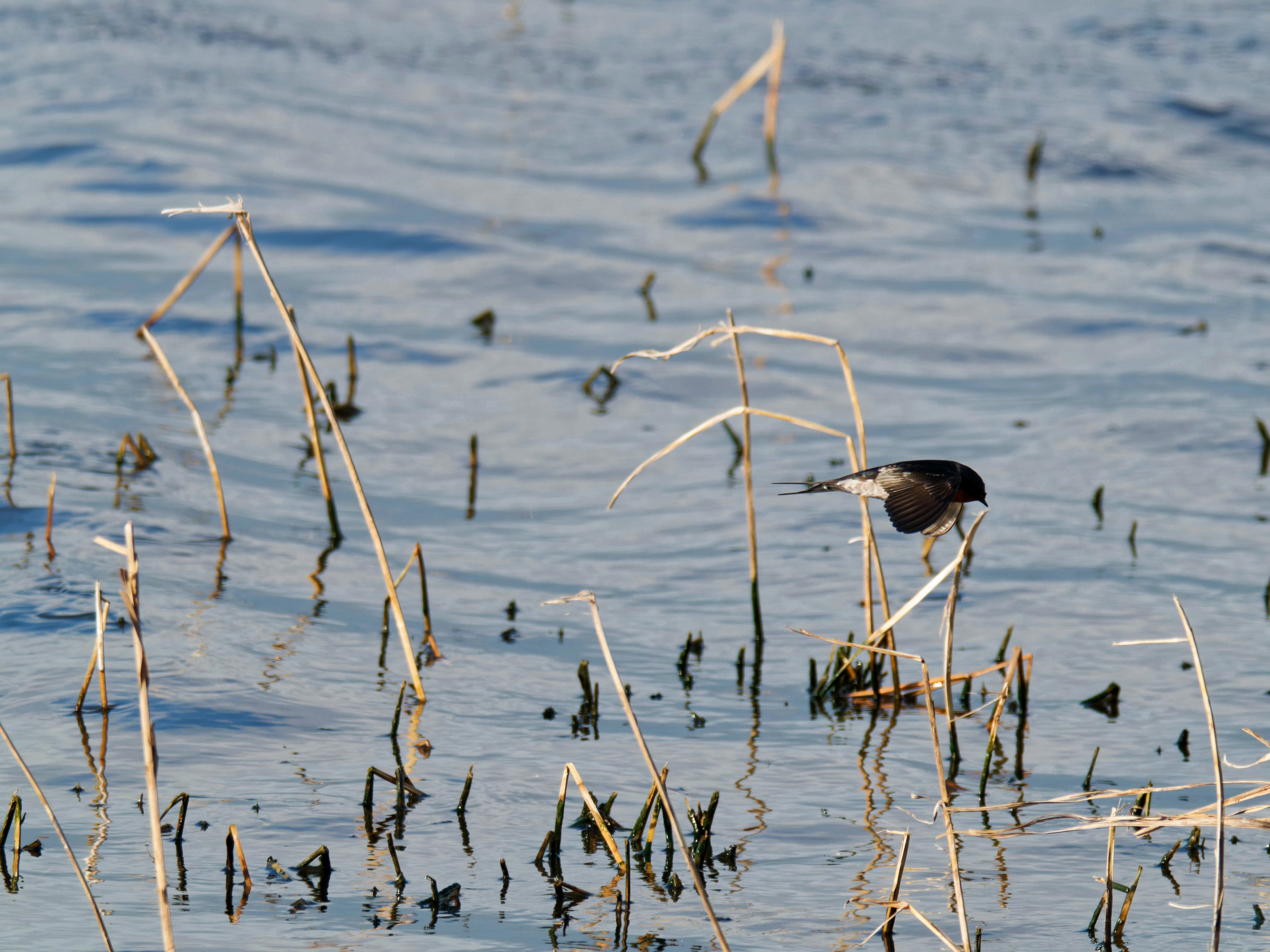 https://lemis.nyc3.digitaloceanspaces.com/grog/Photos/20260729/big/Birding-140.jpeg